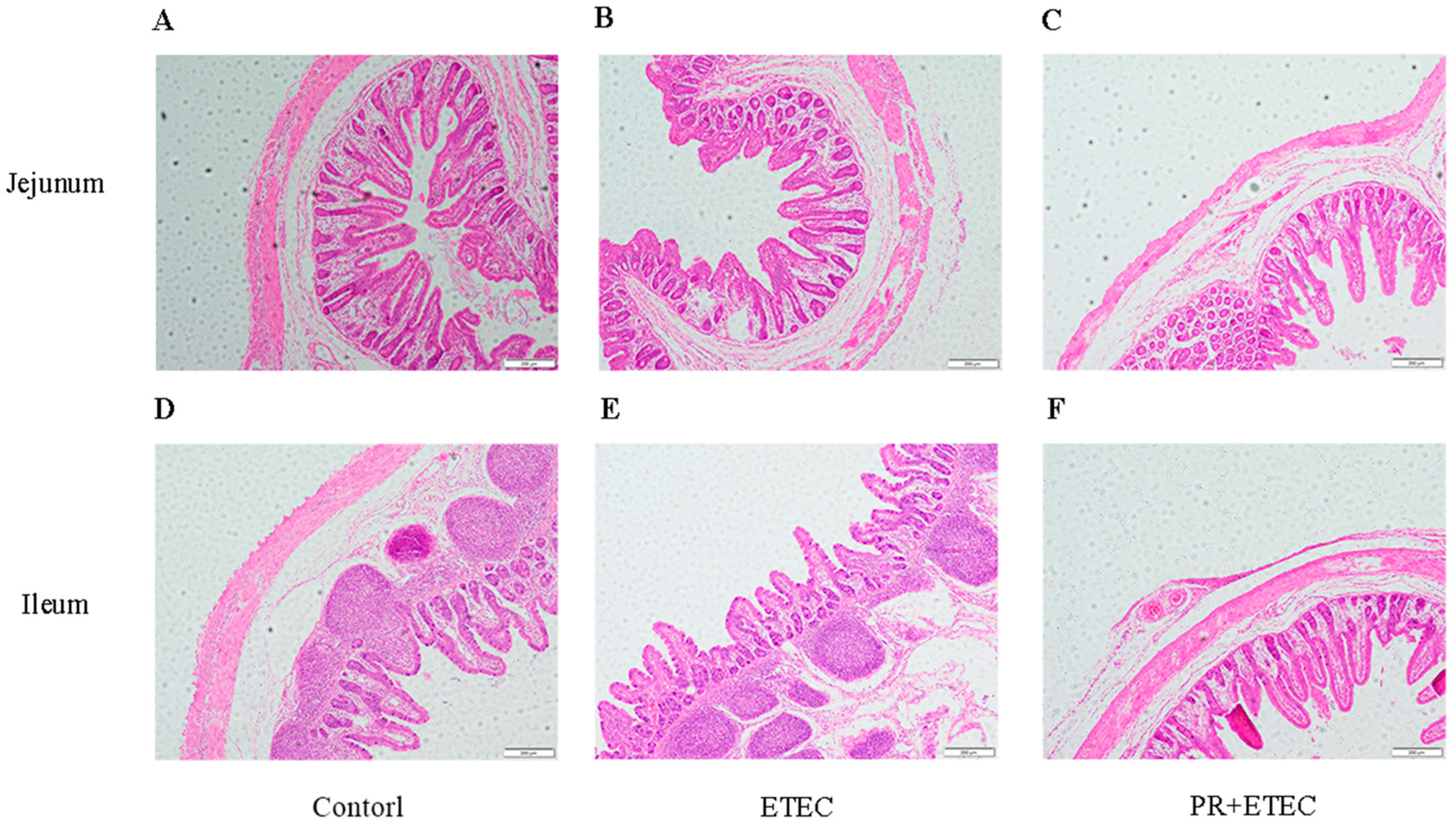 Animals 13 01908 g006