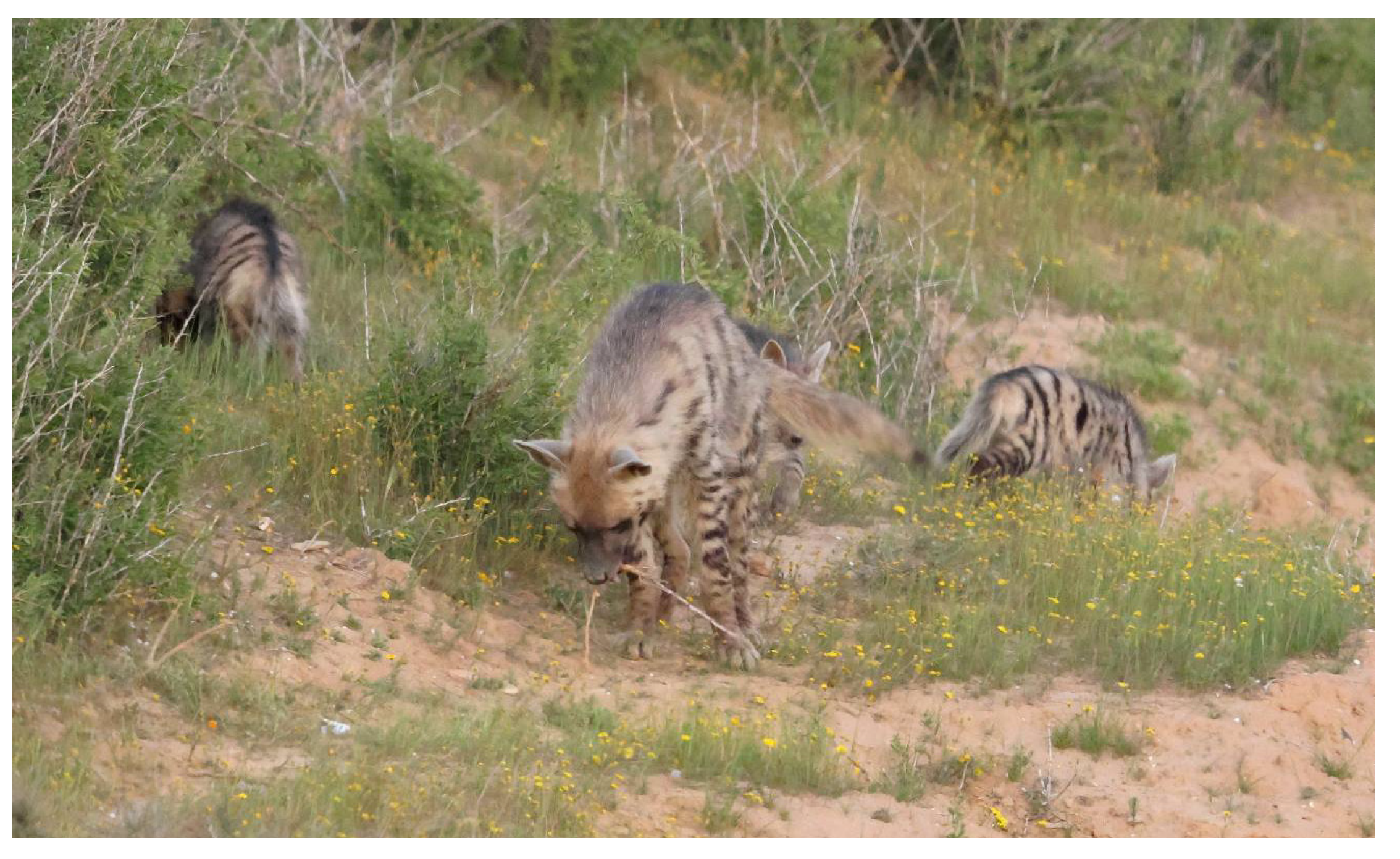 Animals 13 01914 g006 Animals 13 01914 g006