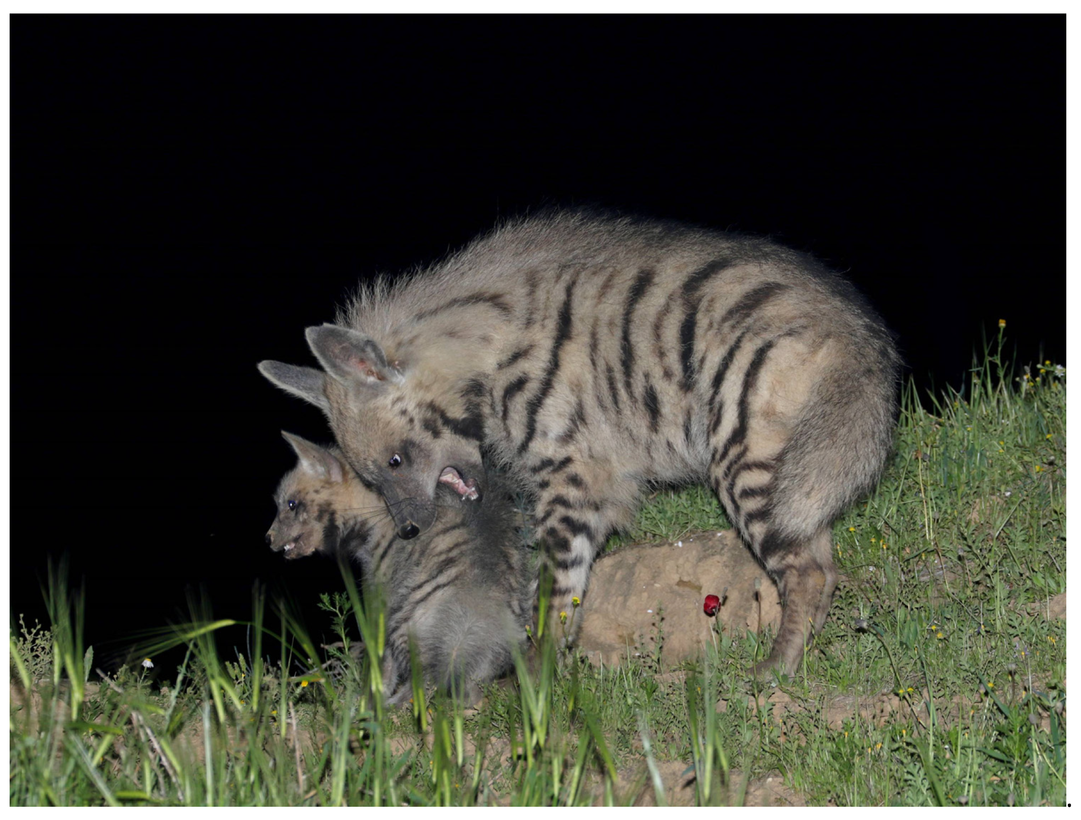 Animals 13 01914 g007 Animals 13 01914 g007