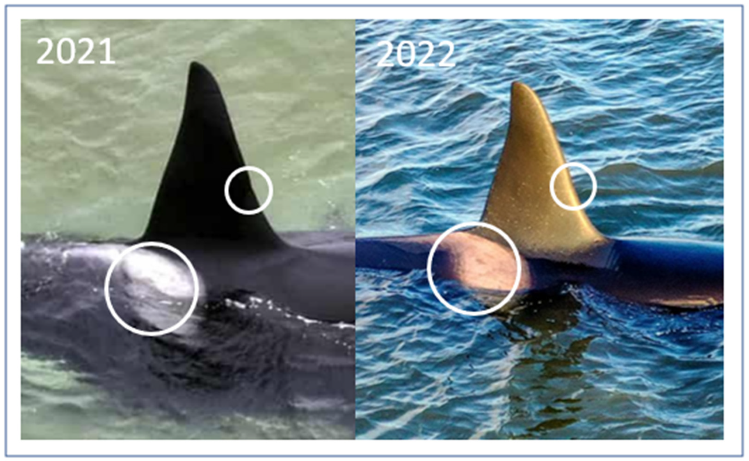 Animals 13 01948 g003