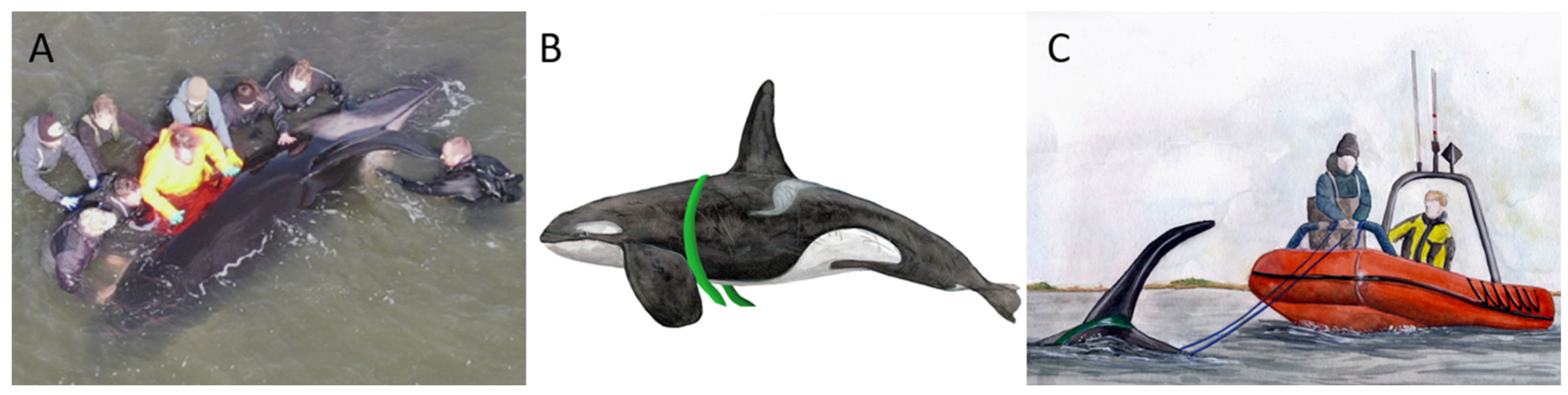 Animals 13 01948 g004