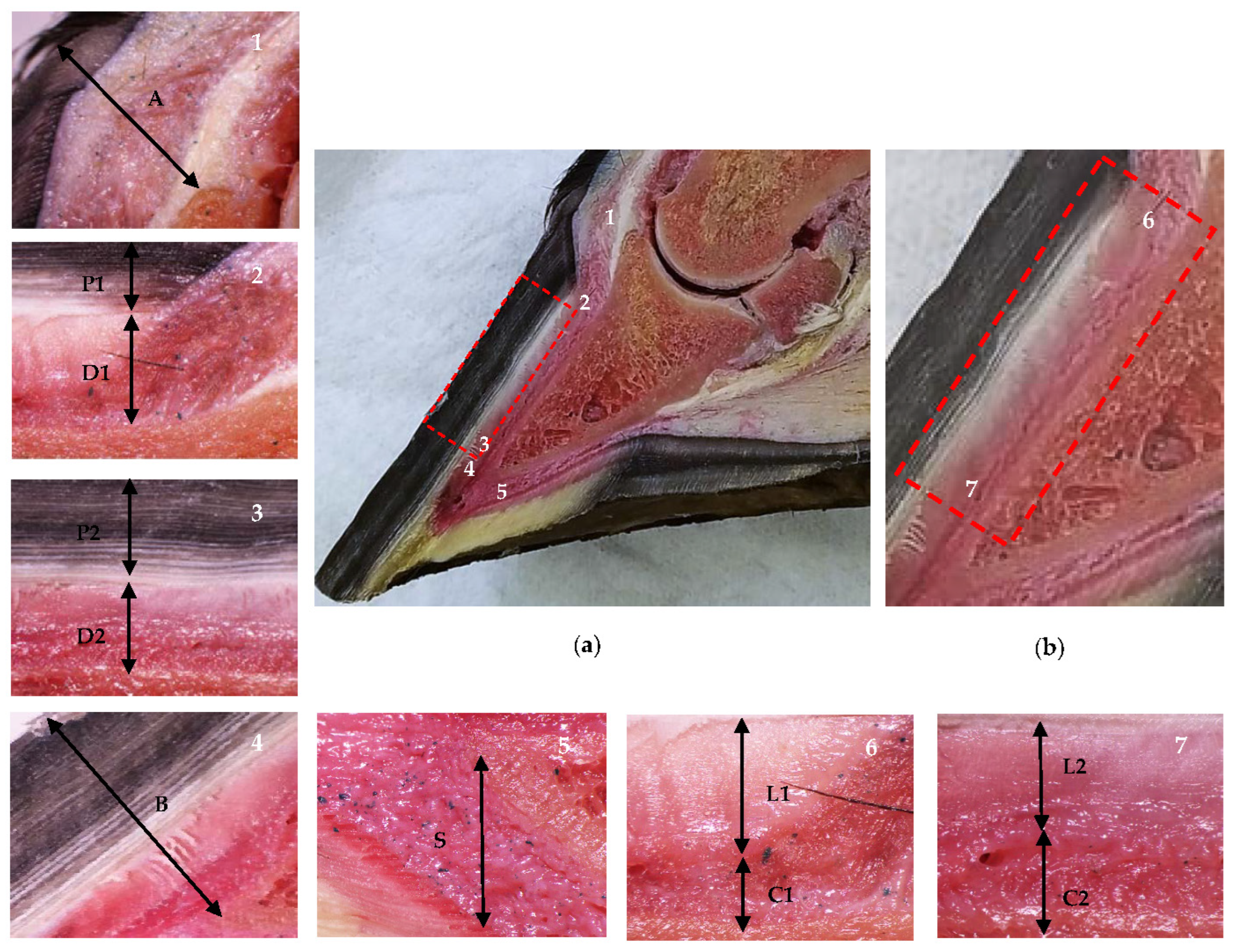 Animals 13 01951 g001