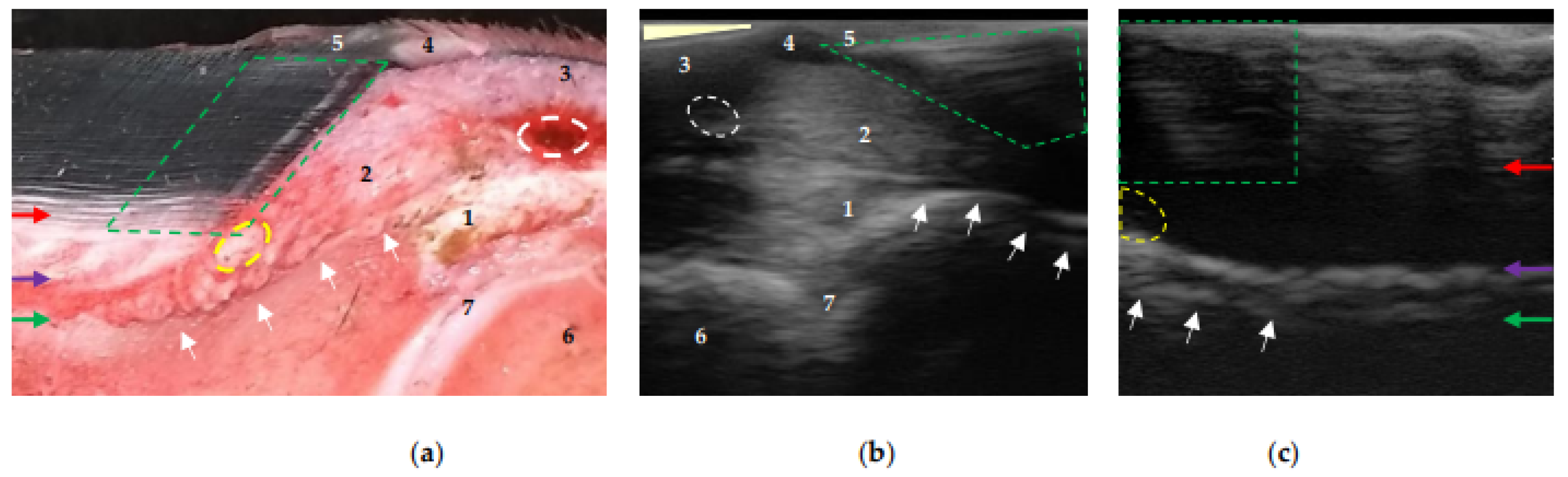 Animals 13 01951 g004