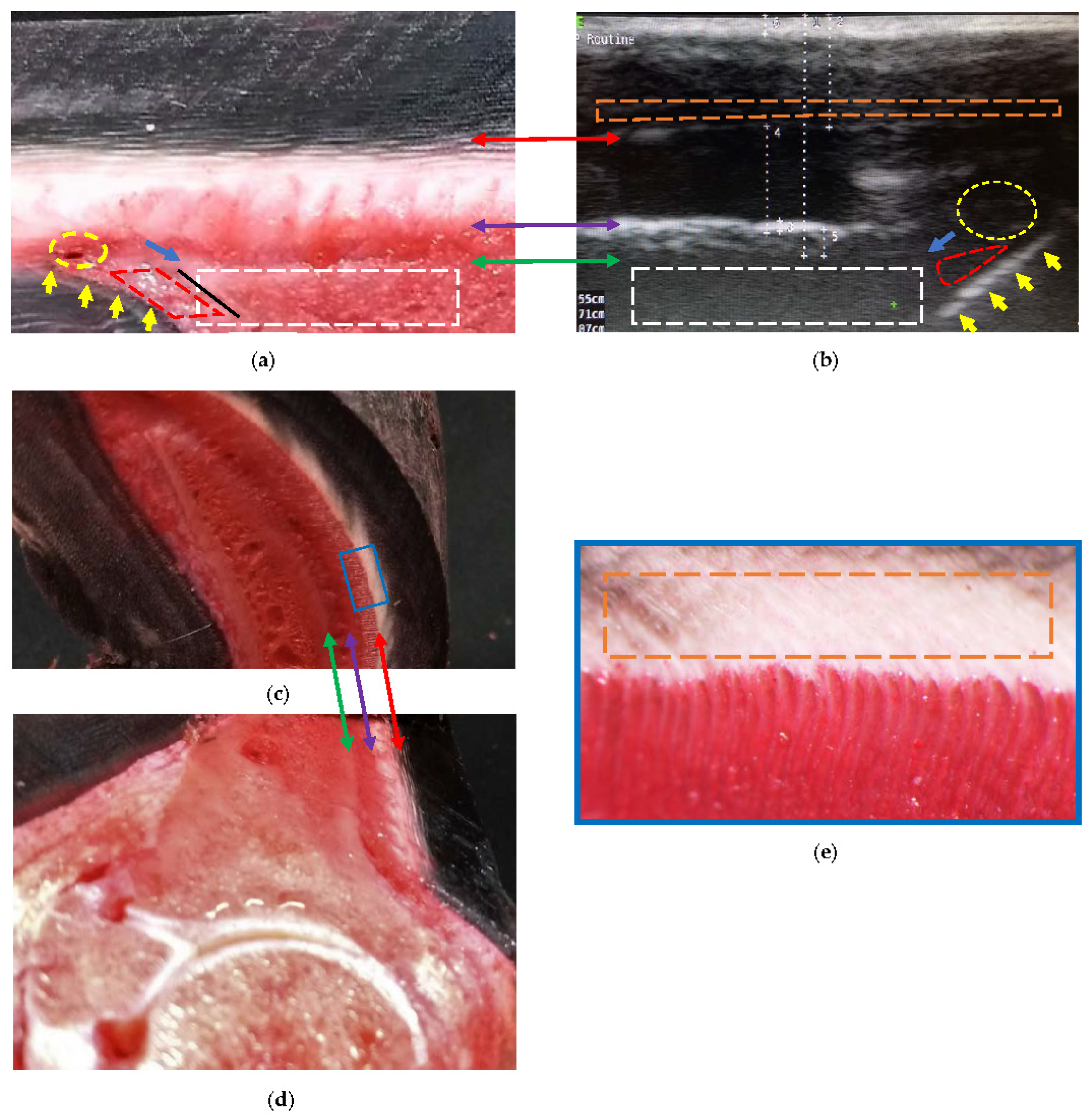 Animals 13 01951 g005