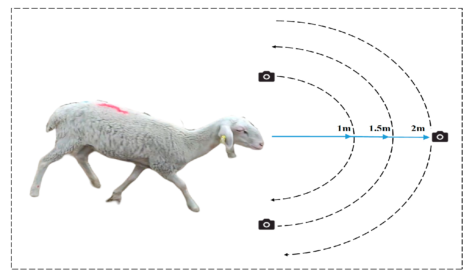 Animals 13 01957 g001