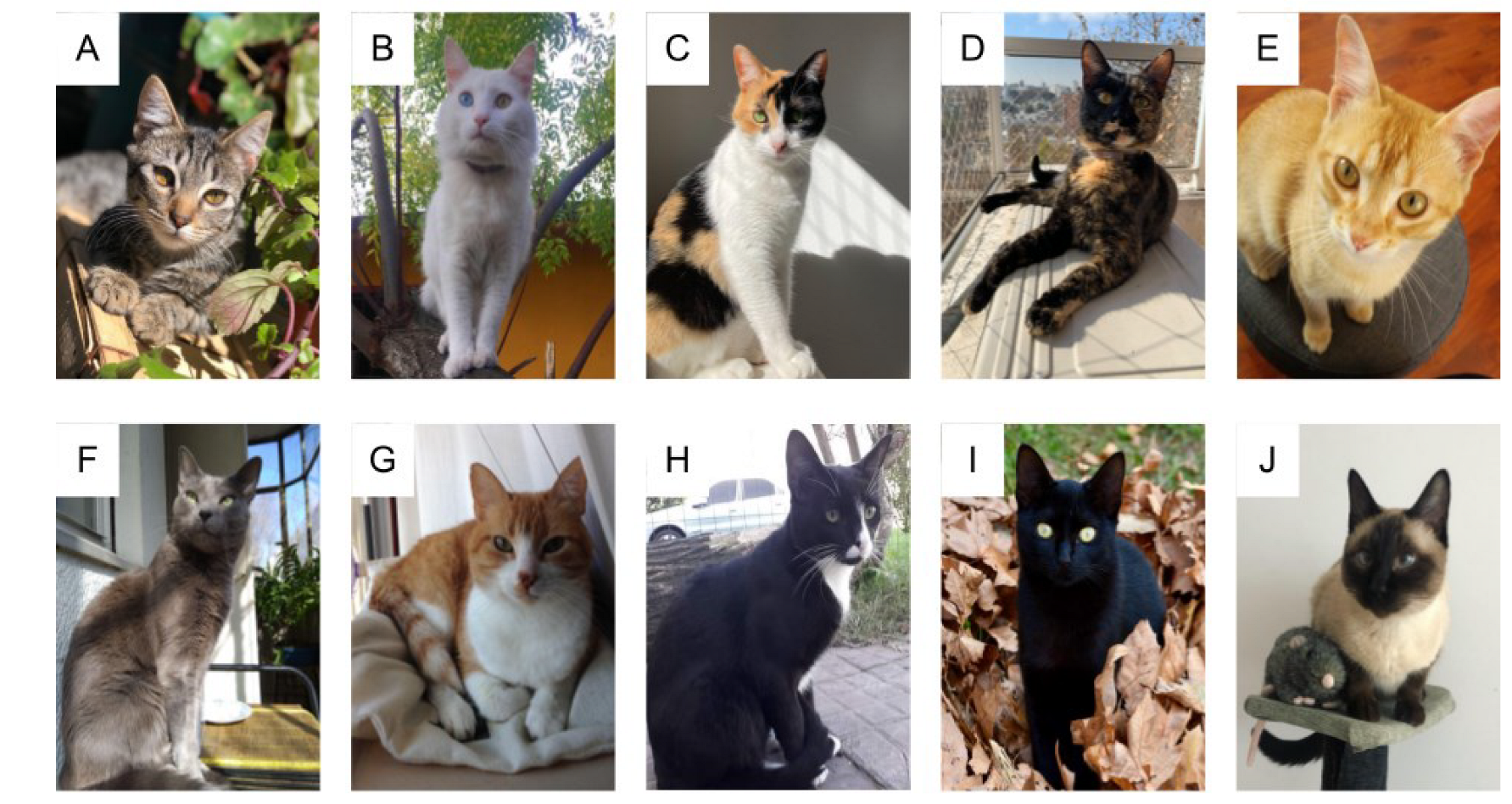 Animals 13 01963 g004