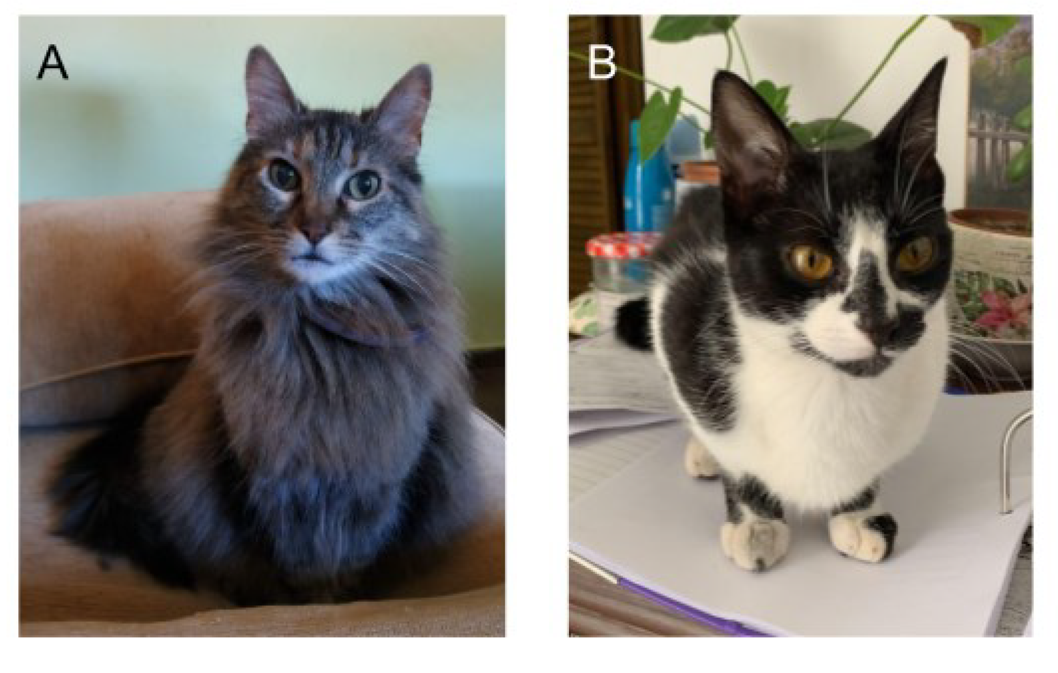 Animals 13 01963 g005