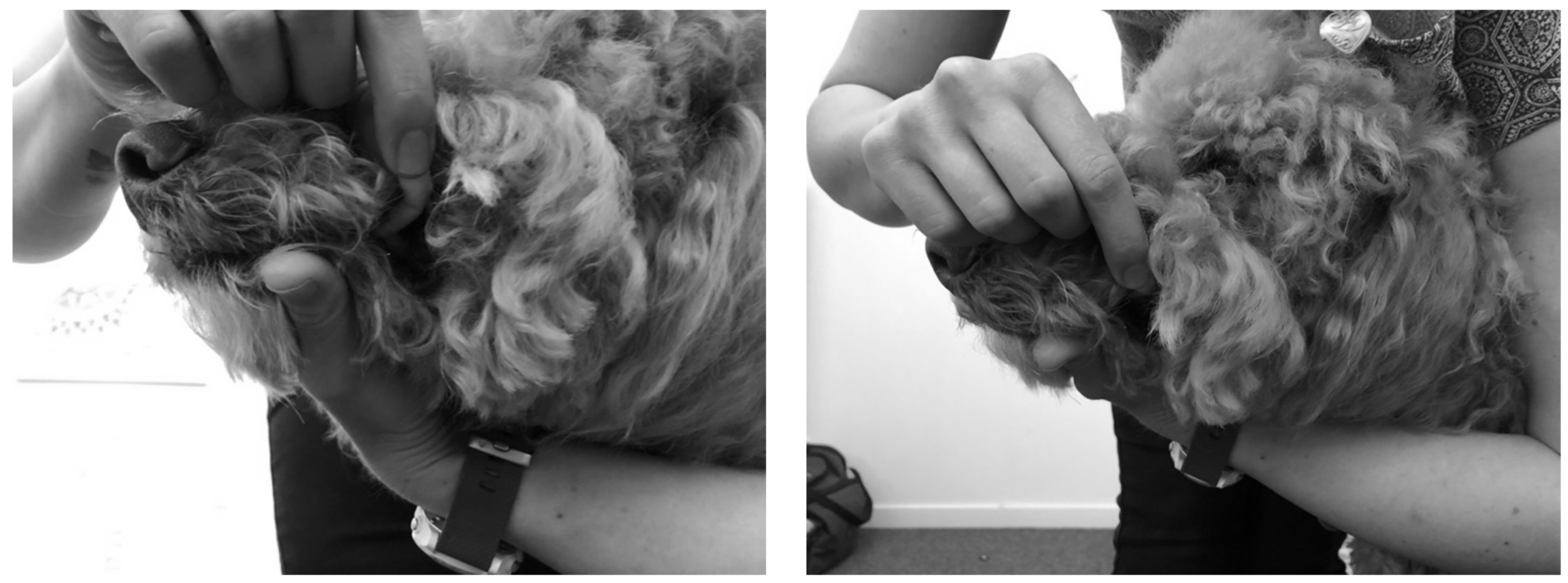 Animals 13 01965 g001 Animals 13 01965 g001