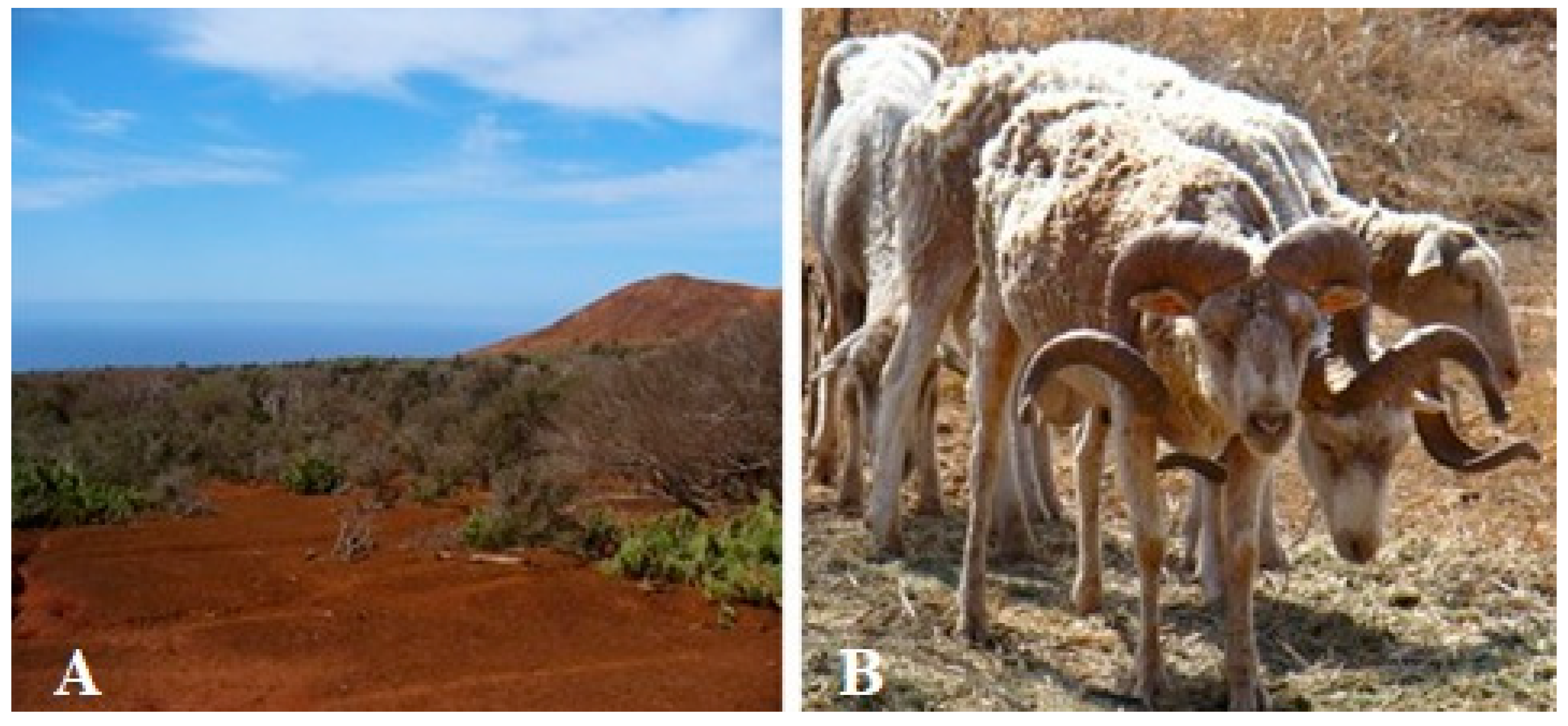 Animals 13 01978 g001