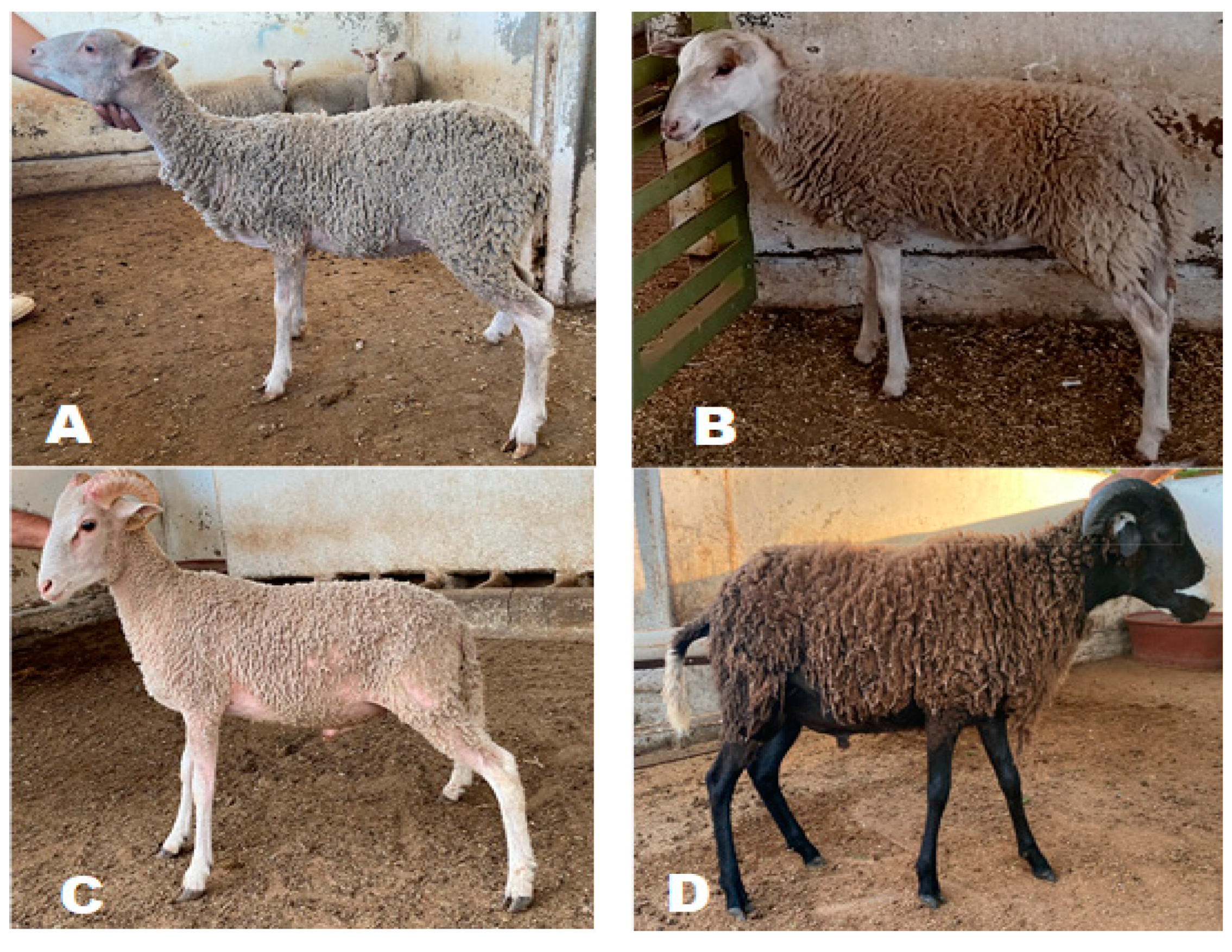 Animals 13 01978 g002