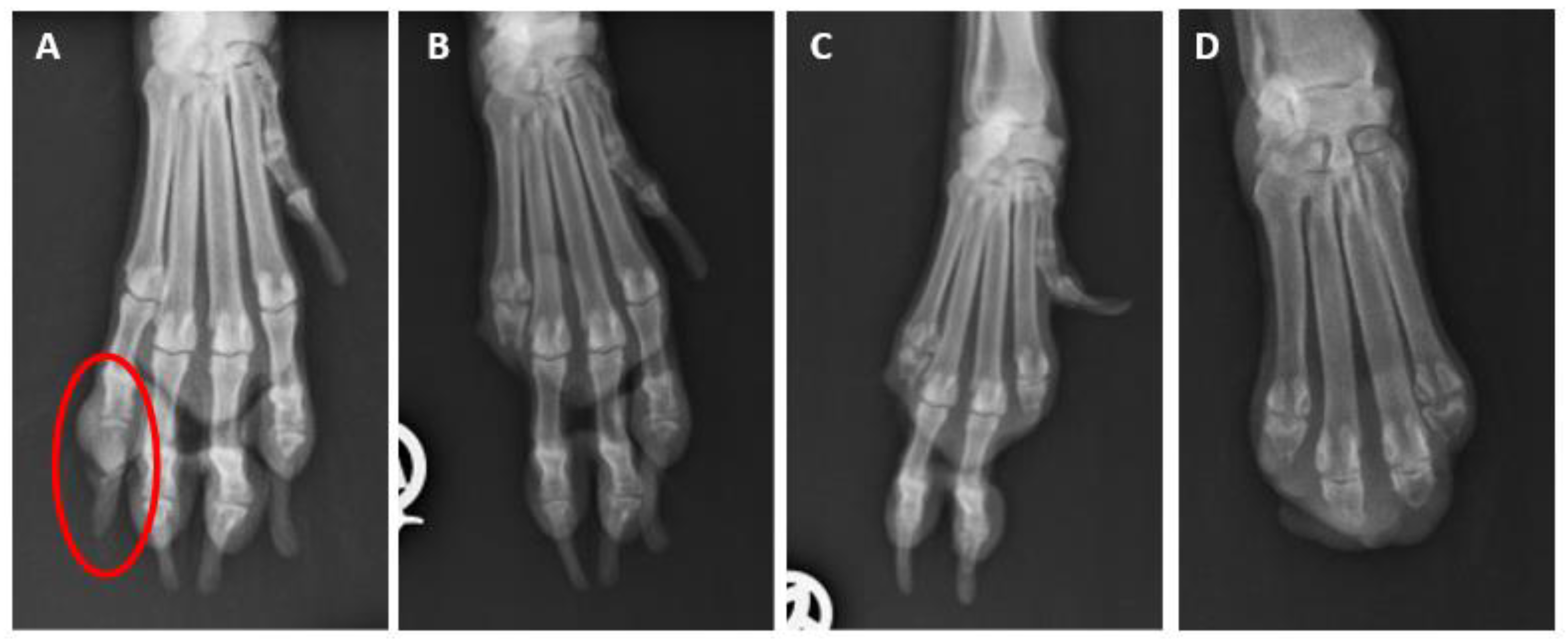 Animals 13 01990 g007