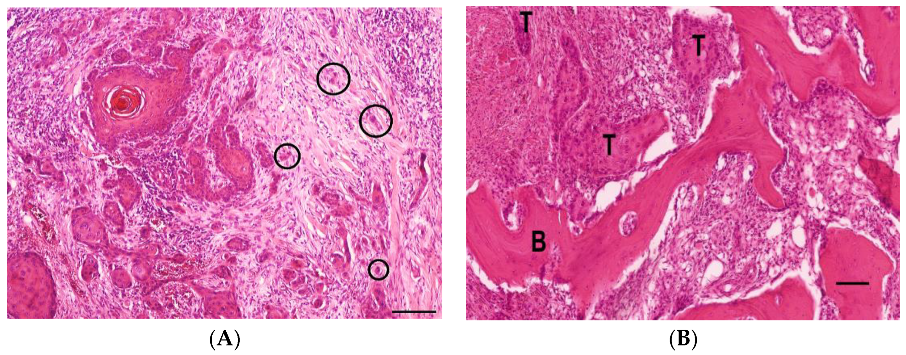 Animals 13 01990 g008