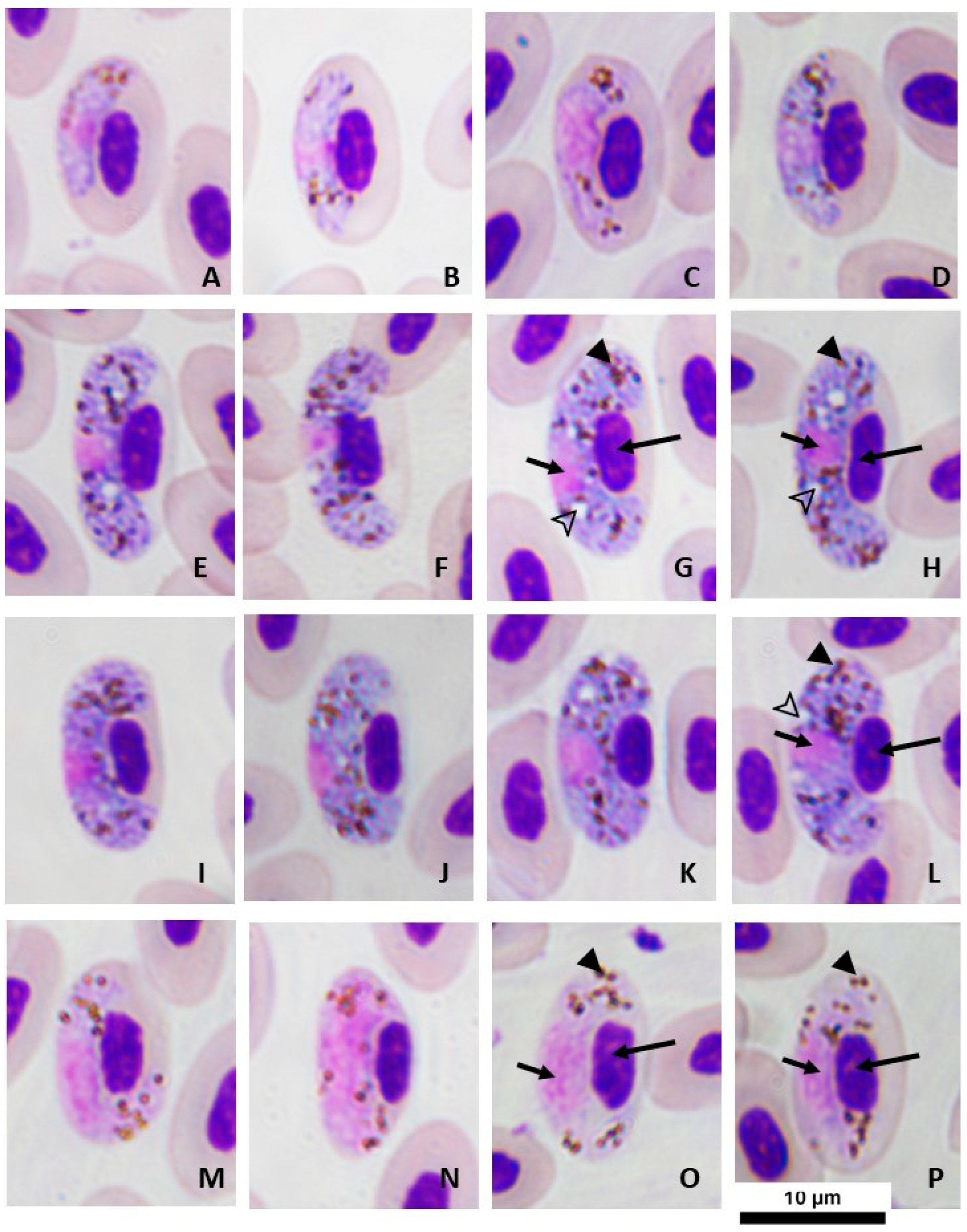 Animals 13 02006 g001 Animals 13 02006 g001