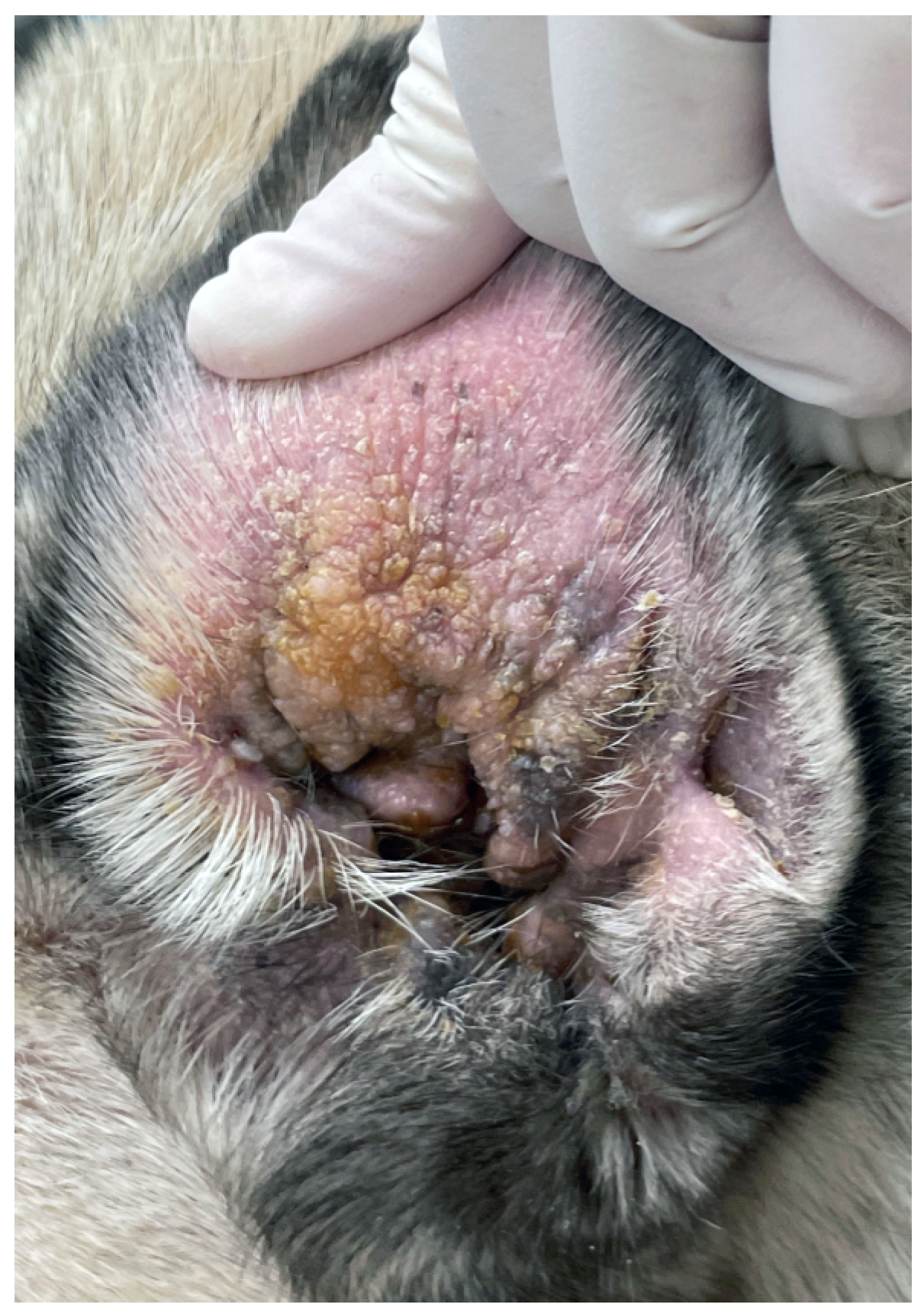 Animals 13 02016 g002 Animals 13 02016 g002