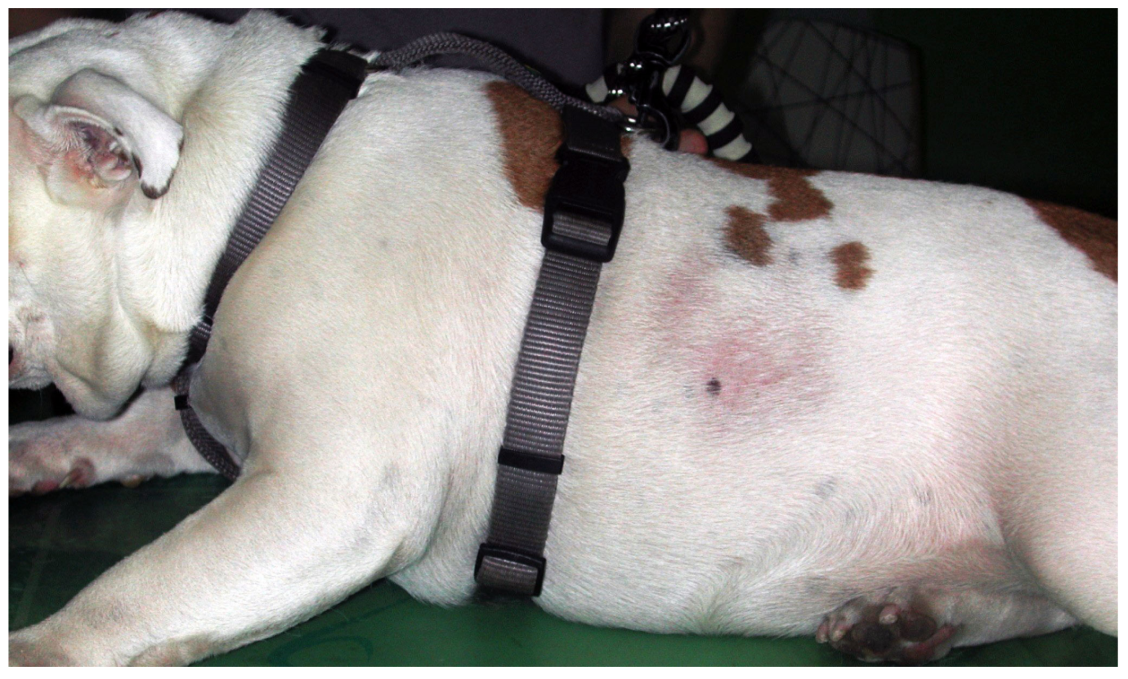 Animals 13 02016 g003 Animals 13 02016 g003