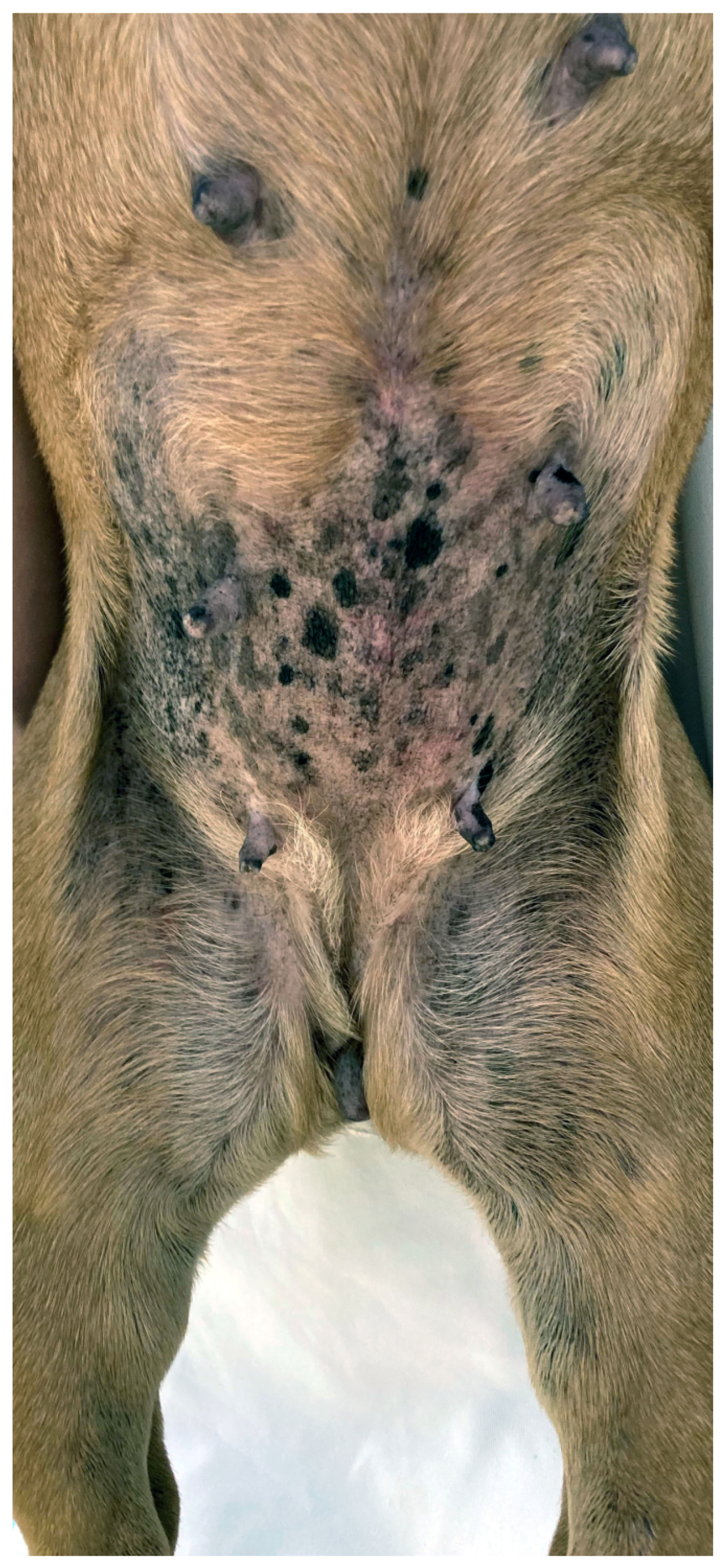 Animals 13 02016 g004 Animals 13 02016 g004