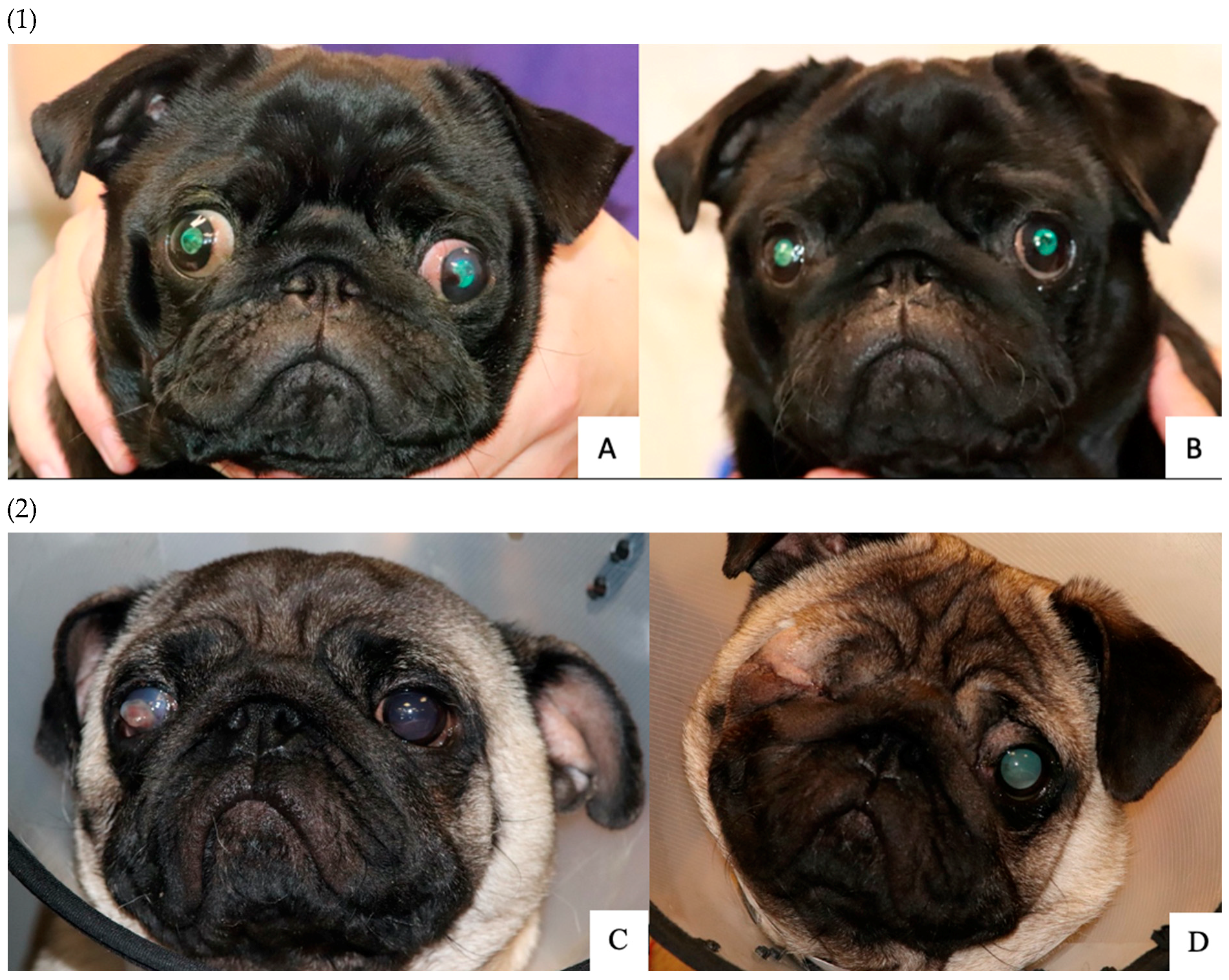 Animals 13 02032 g002