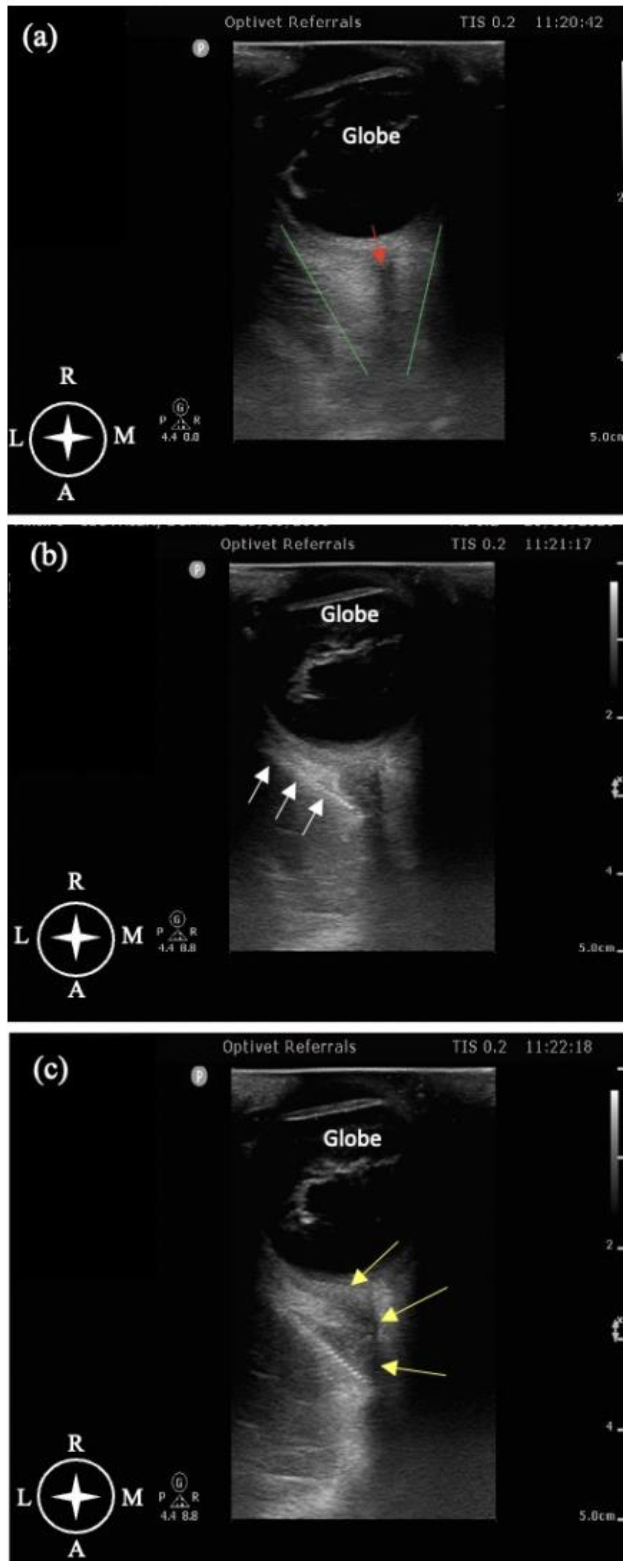 Animals 13 02059 g002