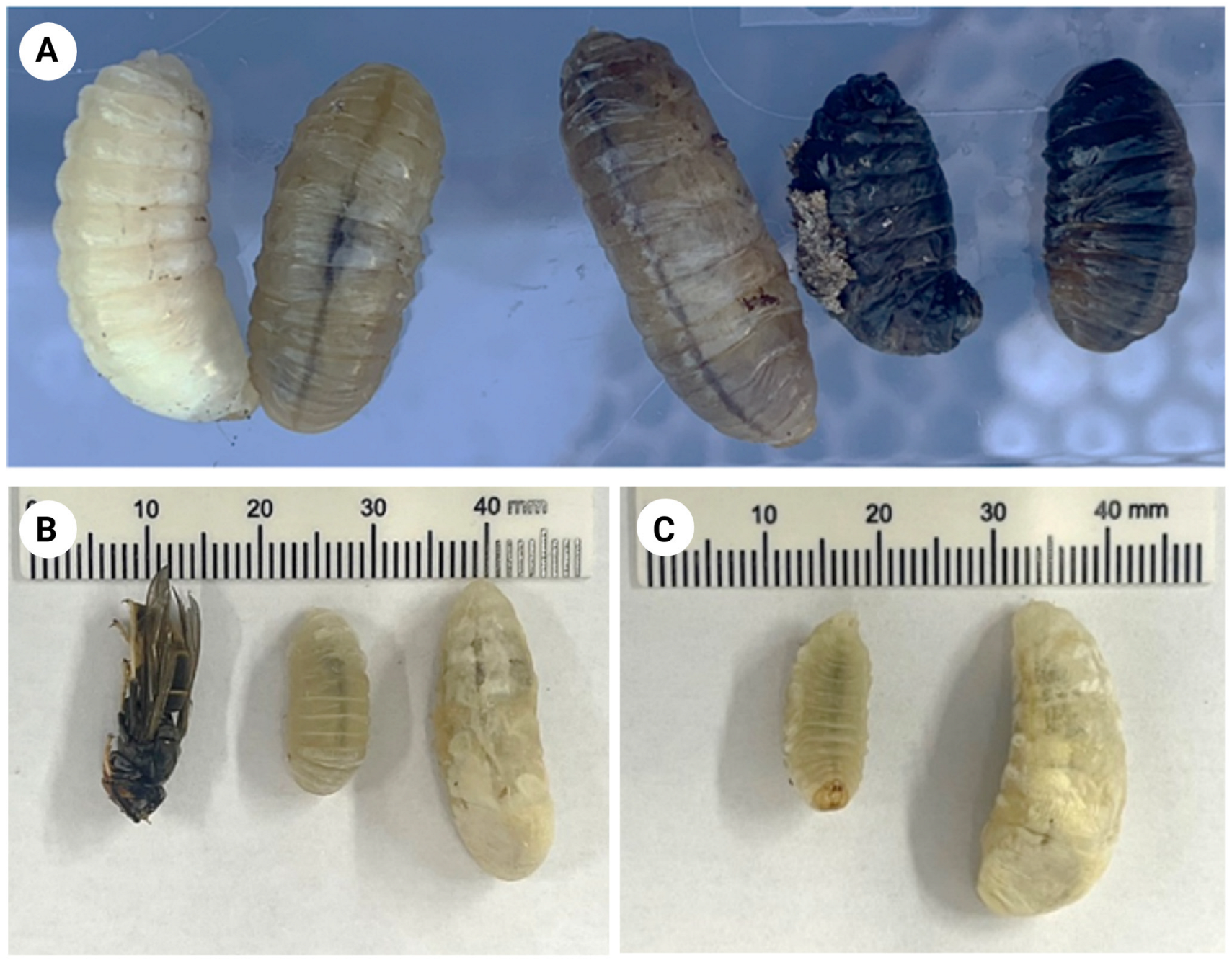 Animals 13 02075 g001