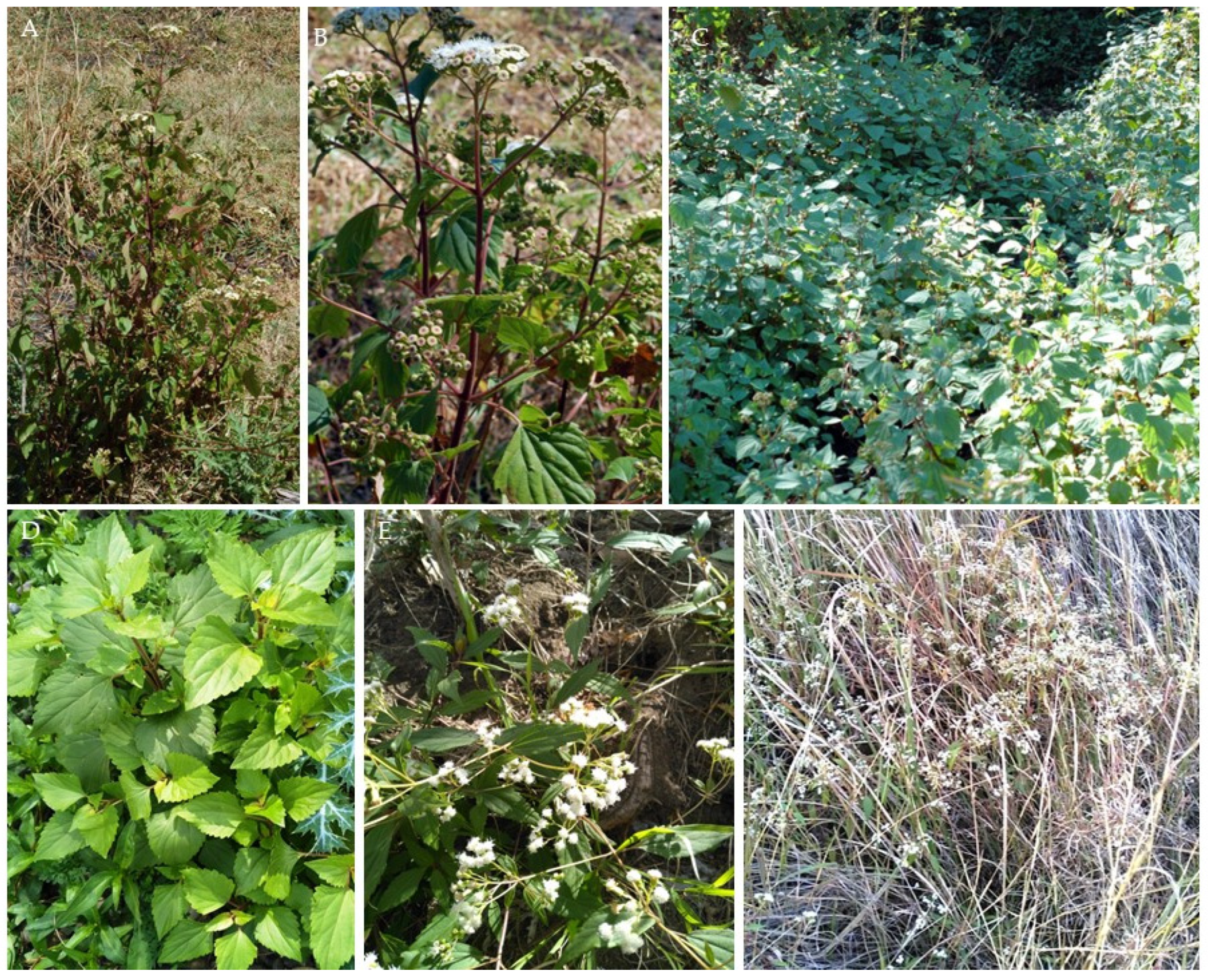 Animals 13 02082 g001