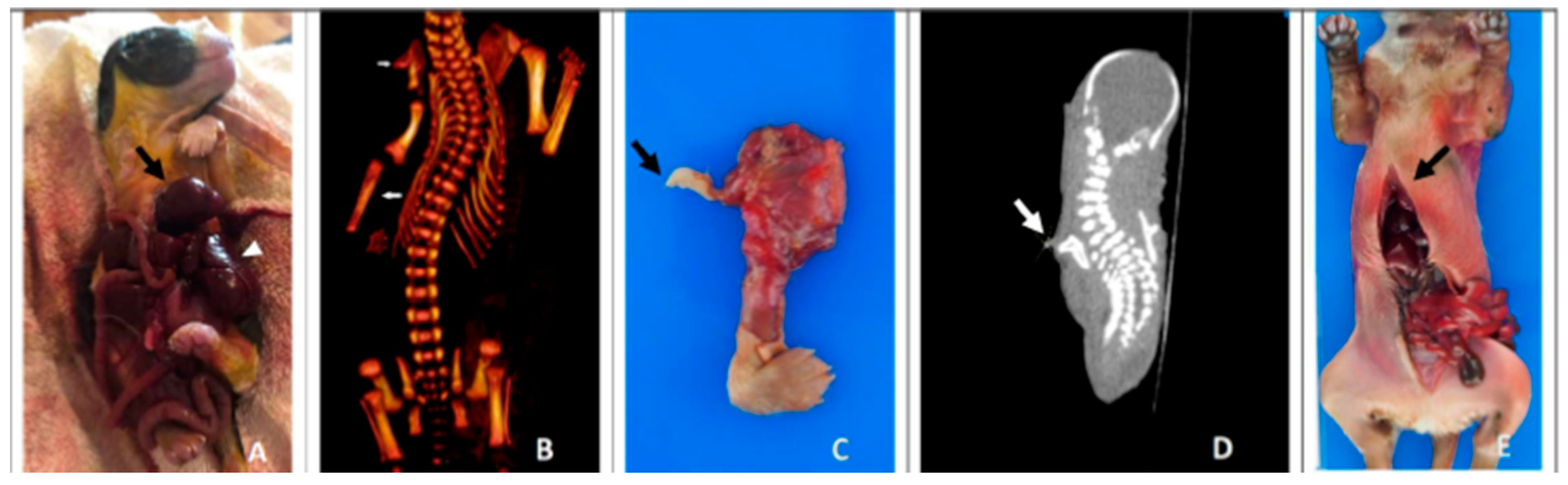 Animals 13 02091 g001 Animals 13 02091 g001