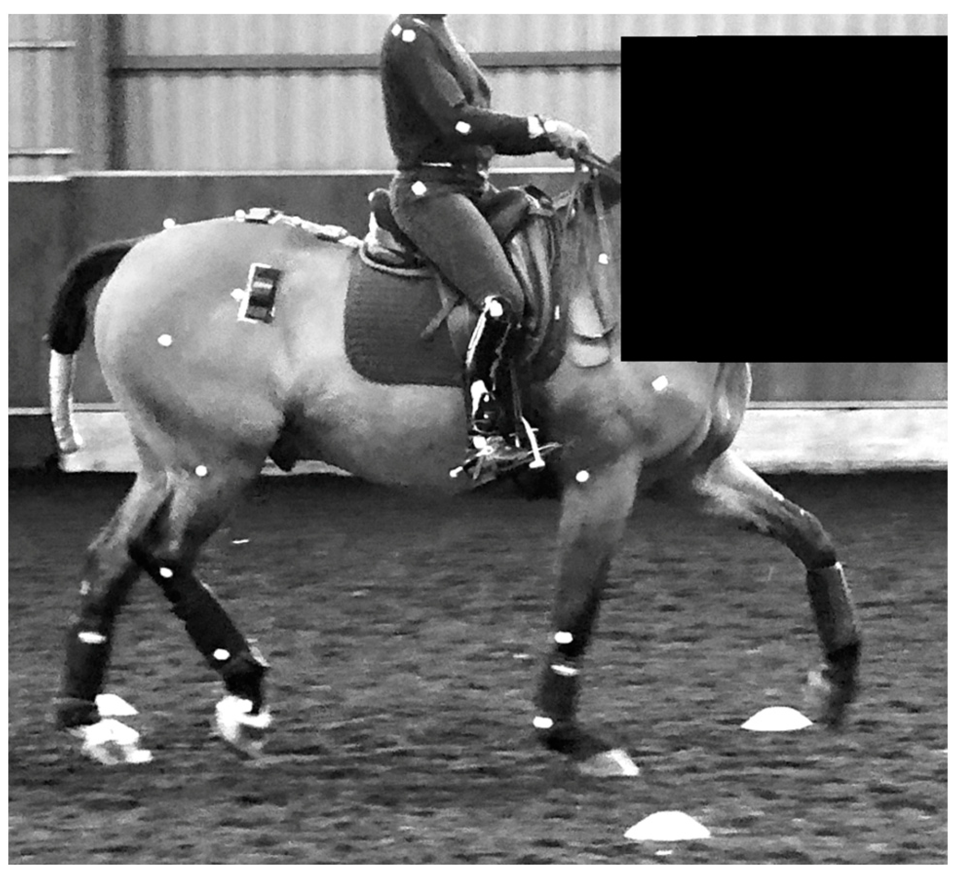 Animals 13 02127 g002