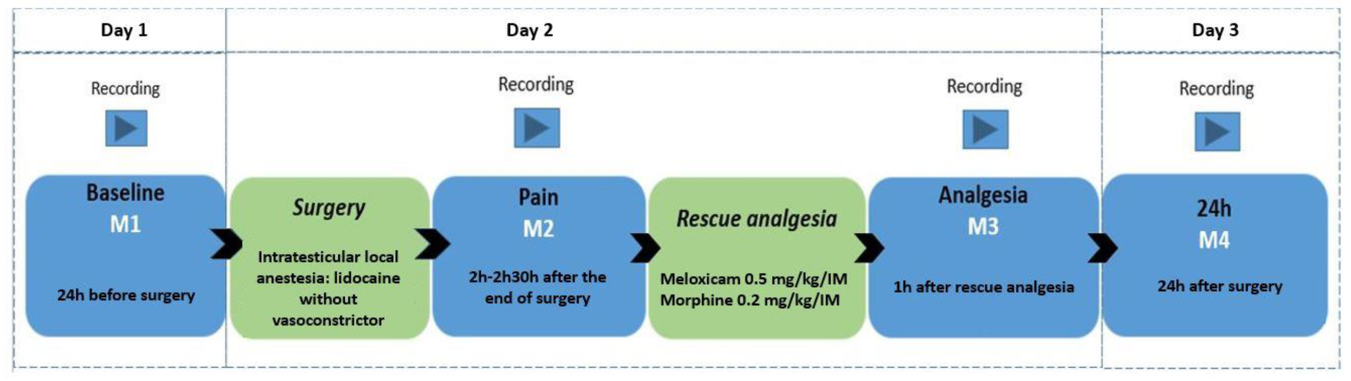 Animals 13 02136 g001