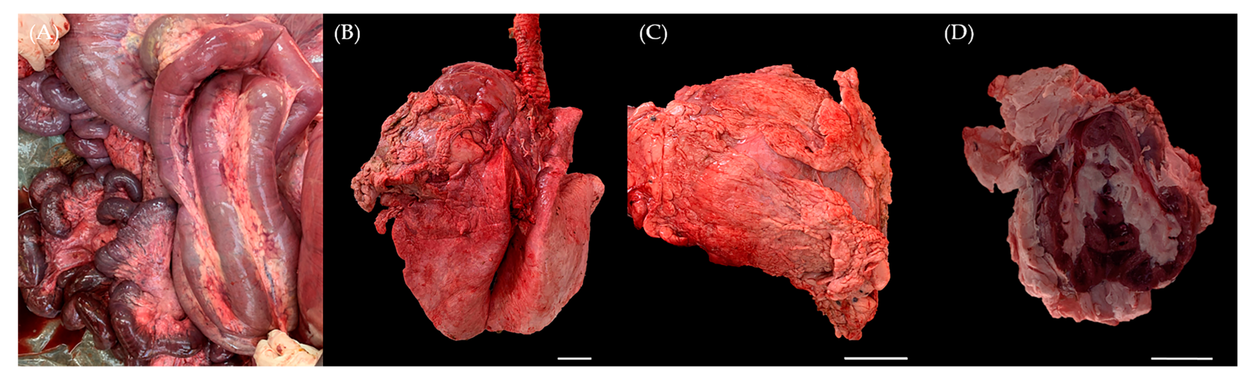 Animals 13 02149 g001