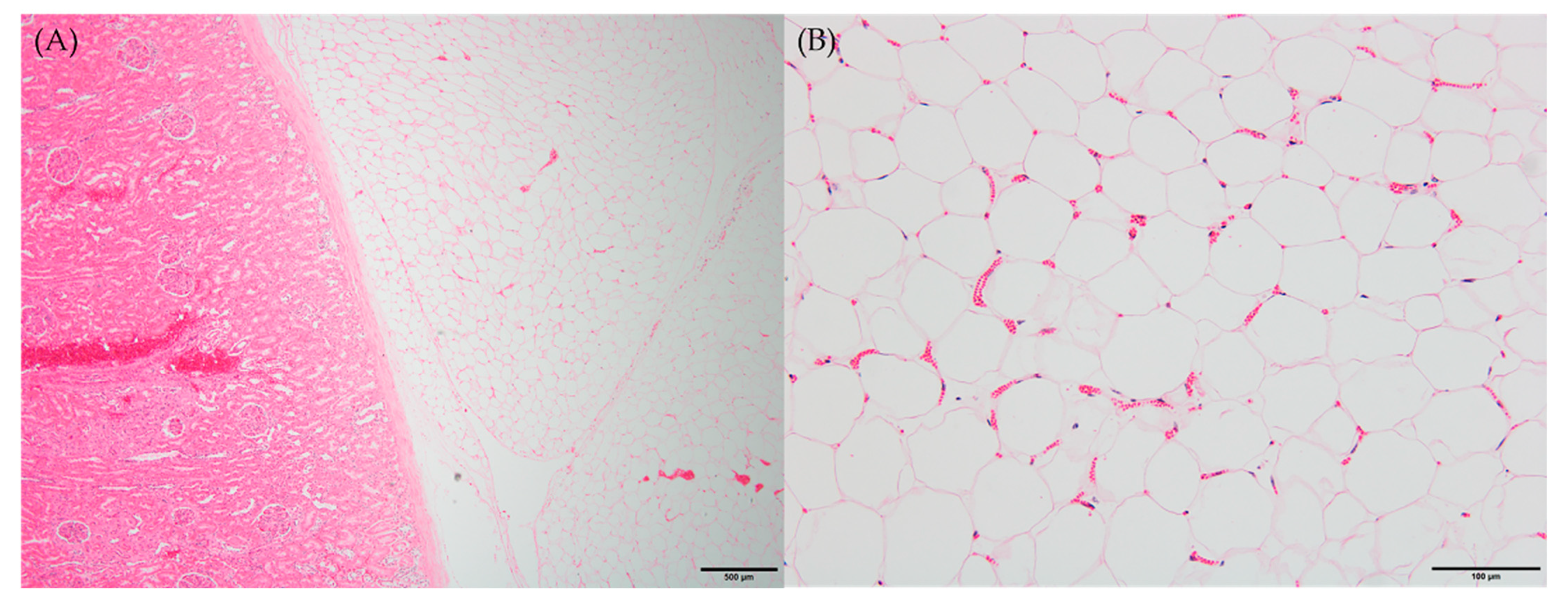 Animals 13 02149 g002