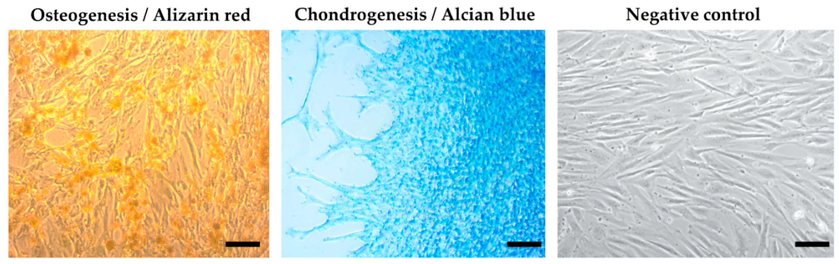 Animals 13 02195 g004