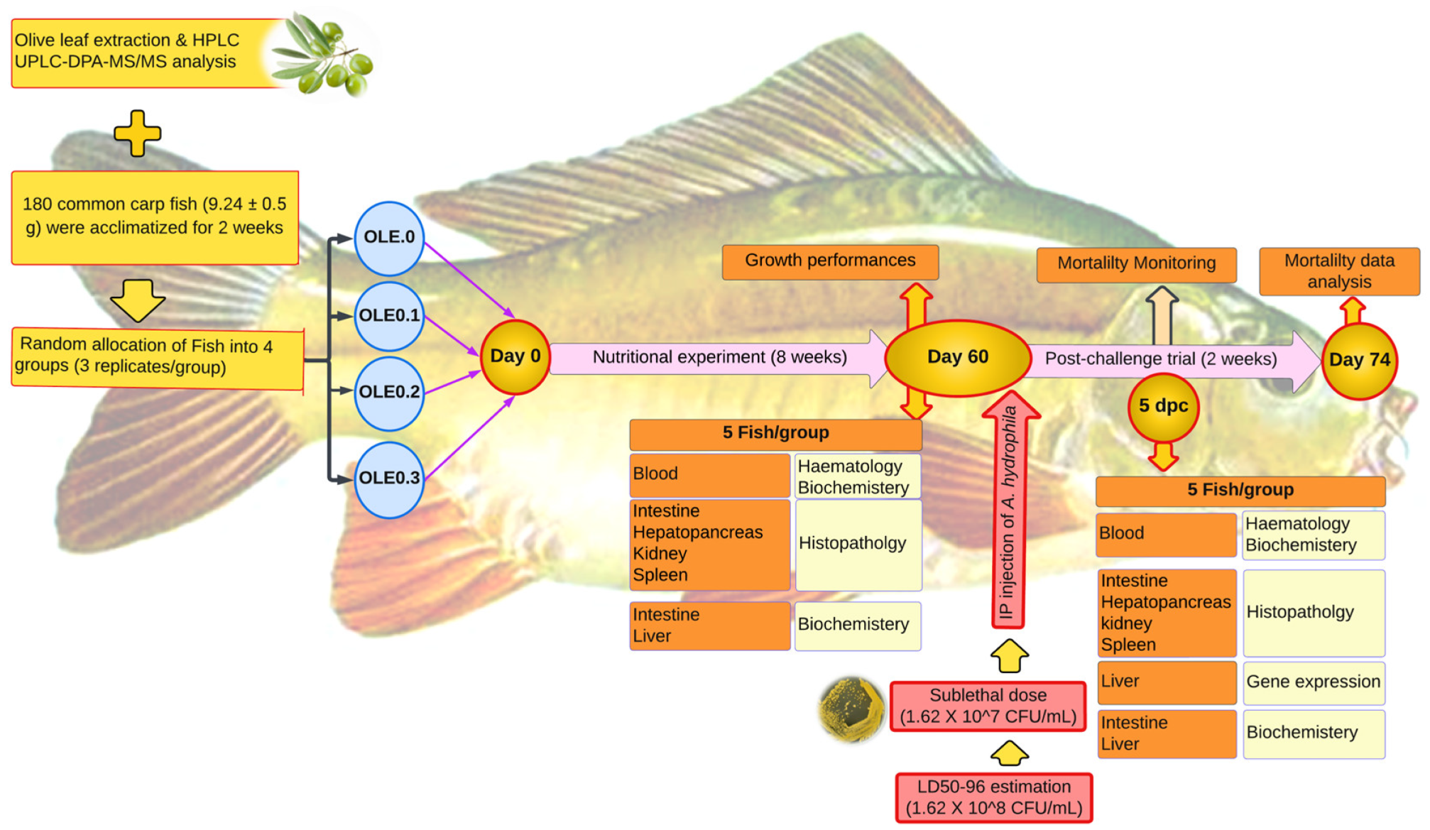 Animals 13 02229 g001 Animals 13 02229 g001