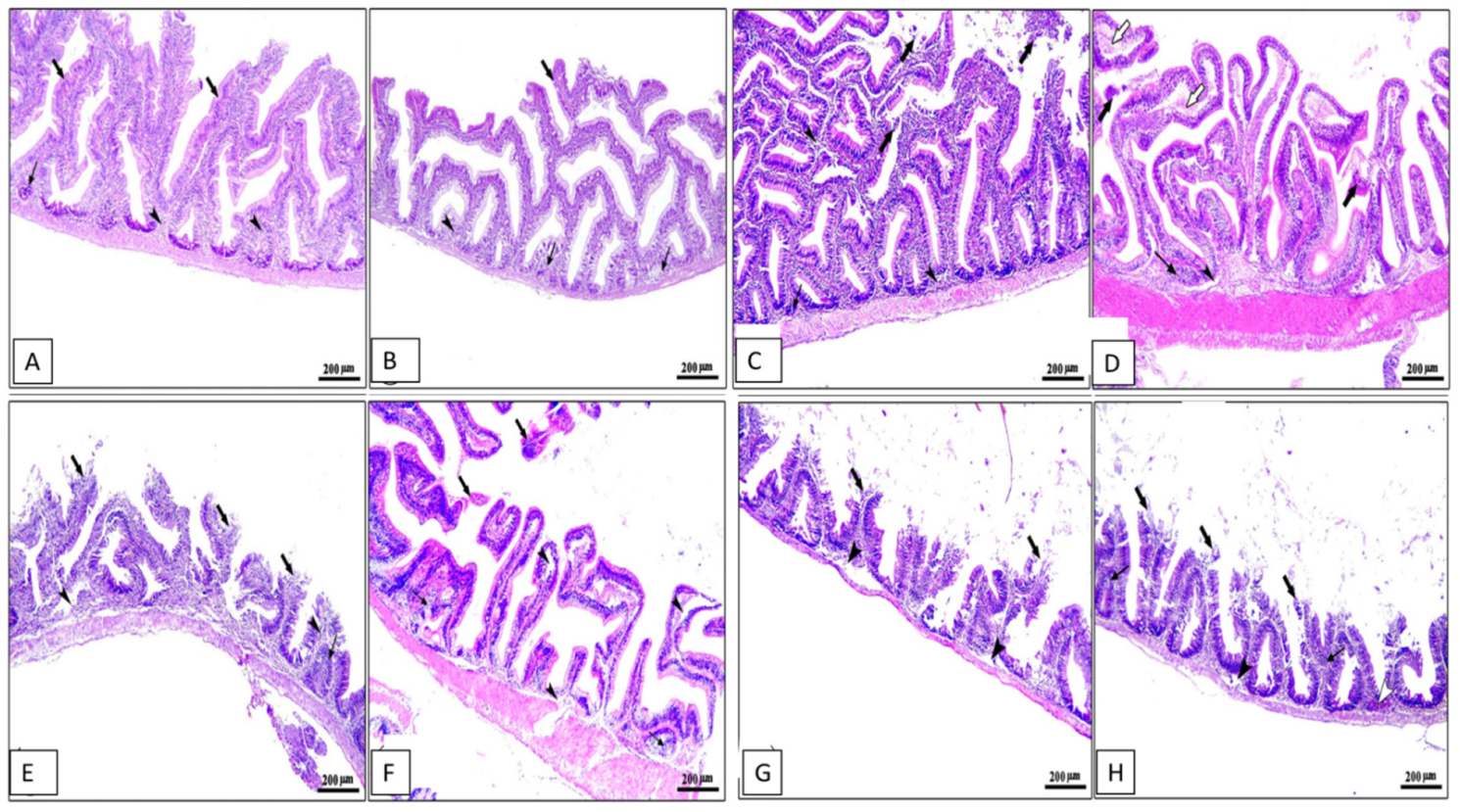 Animals 13 02229 g004 Animals 13 02229 g004