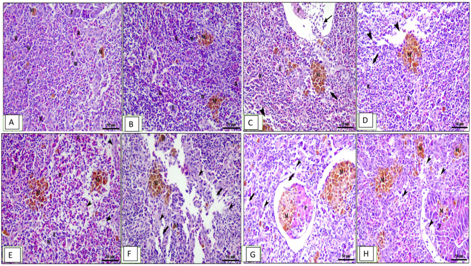 Animals 13 02229 g006 Animals 13 02229 g006