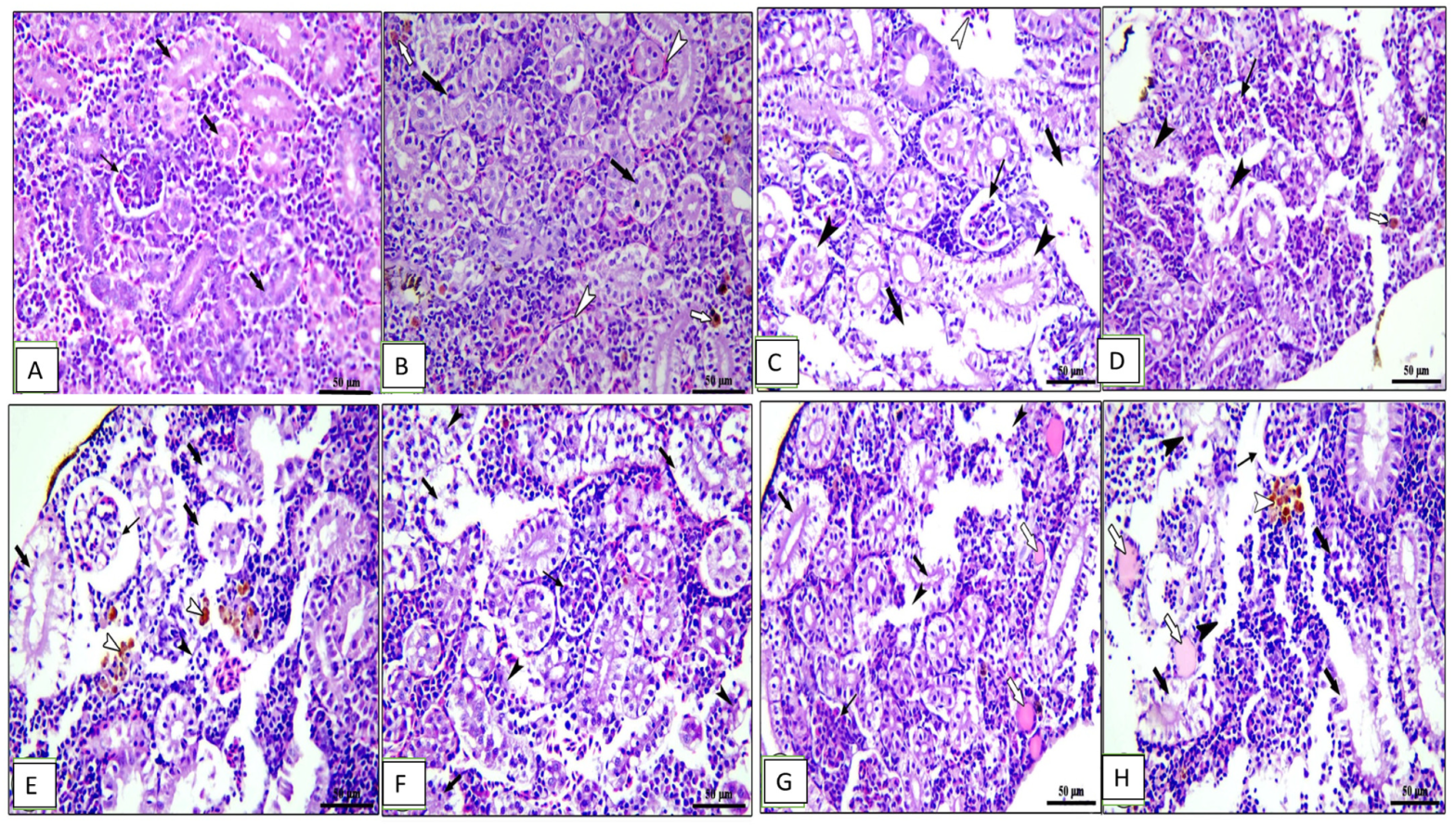 Animals 13 02229 g007 Animals 13 02229 g007