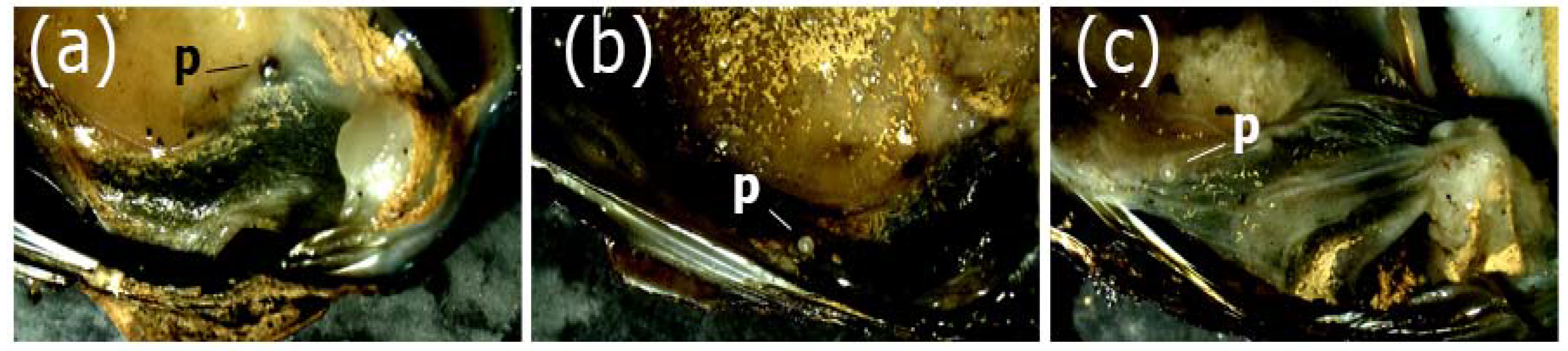 Animals 13 02231 g002 Animals 13 02231 g002