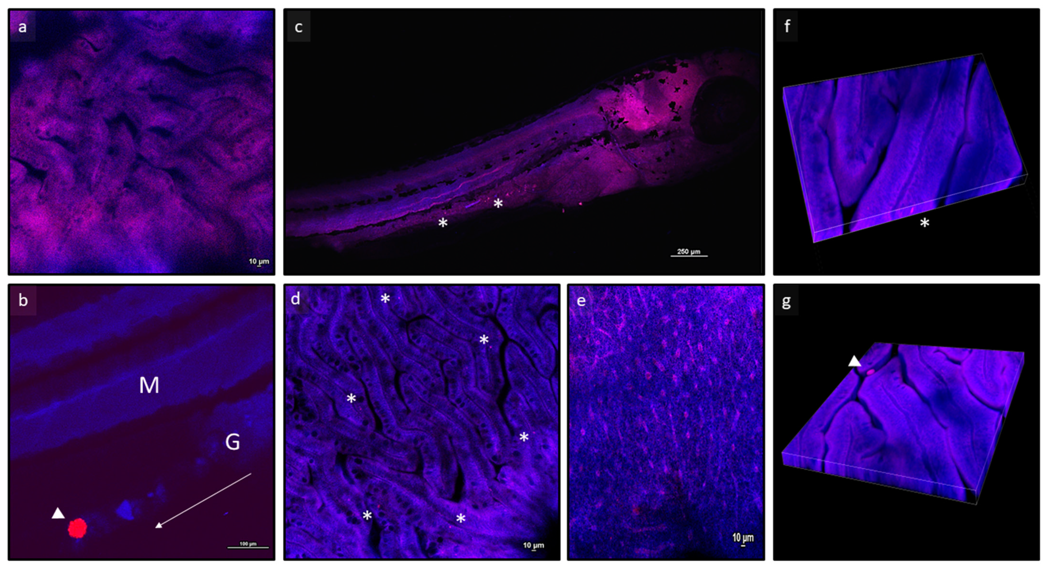 Animals 13 02256 g001