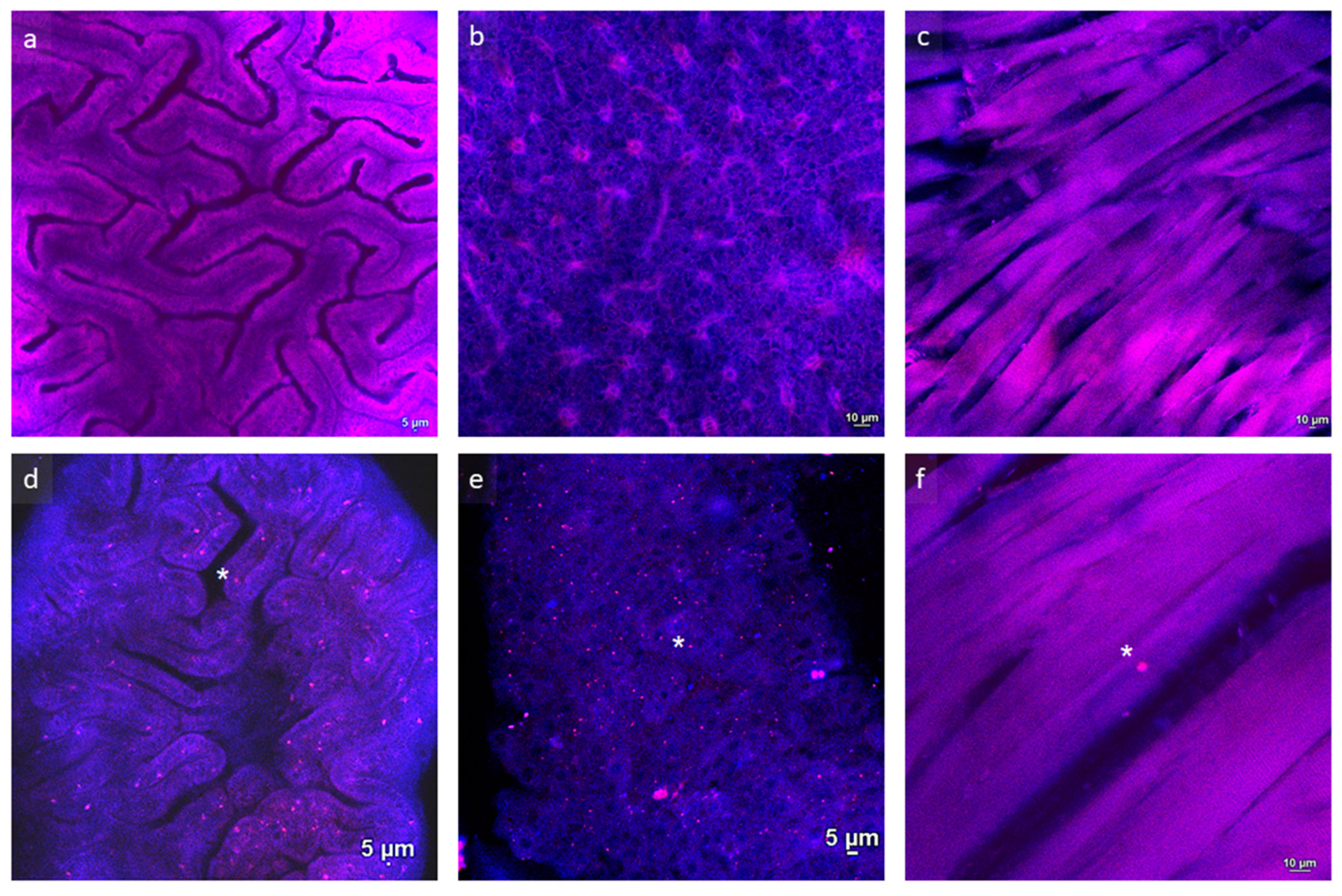 Animals 13 02256 g002