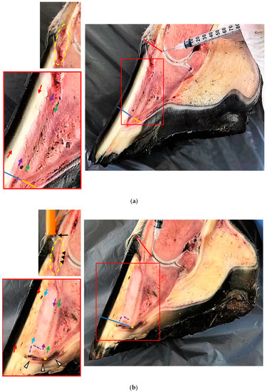 Animals 13 02267 g0a2