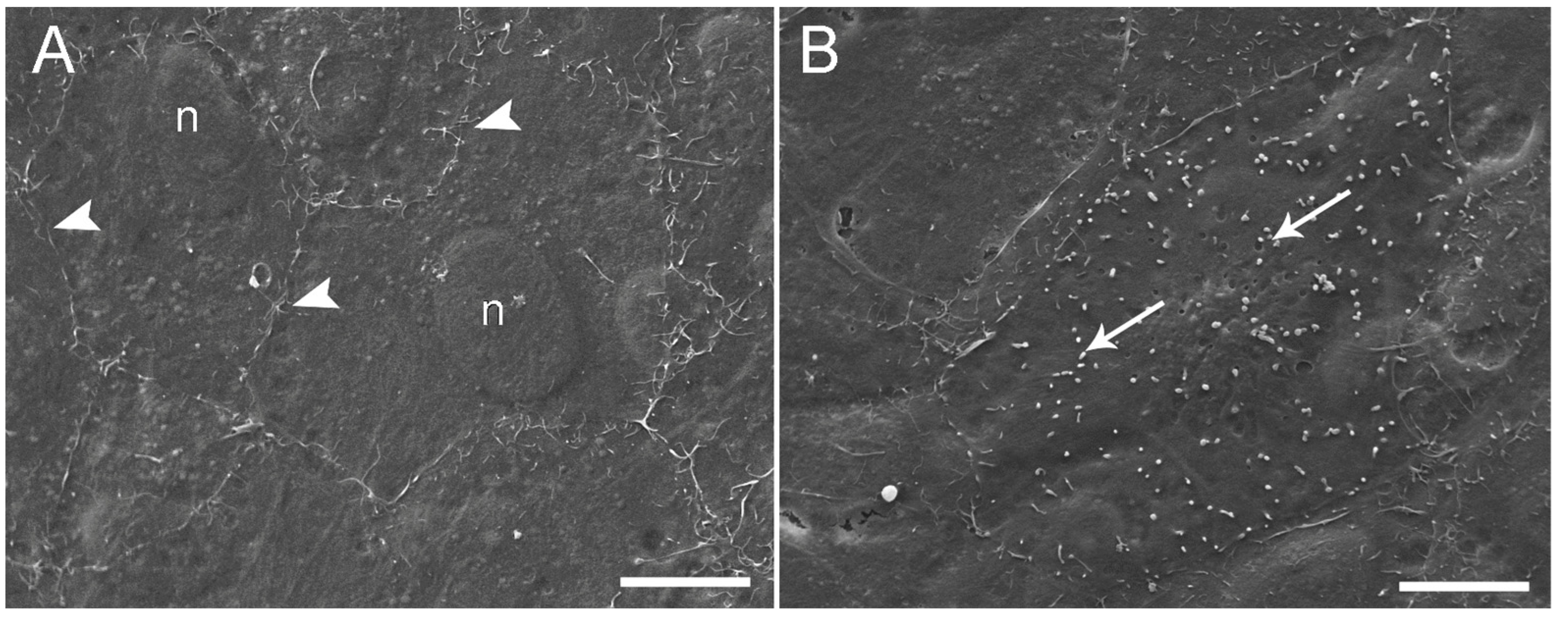 Animals 13 02278 g002