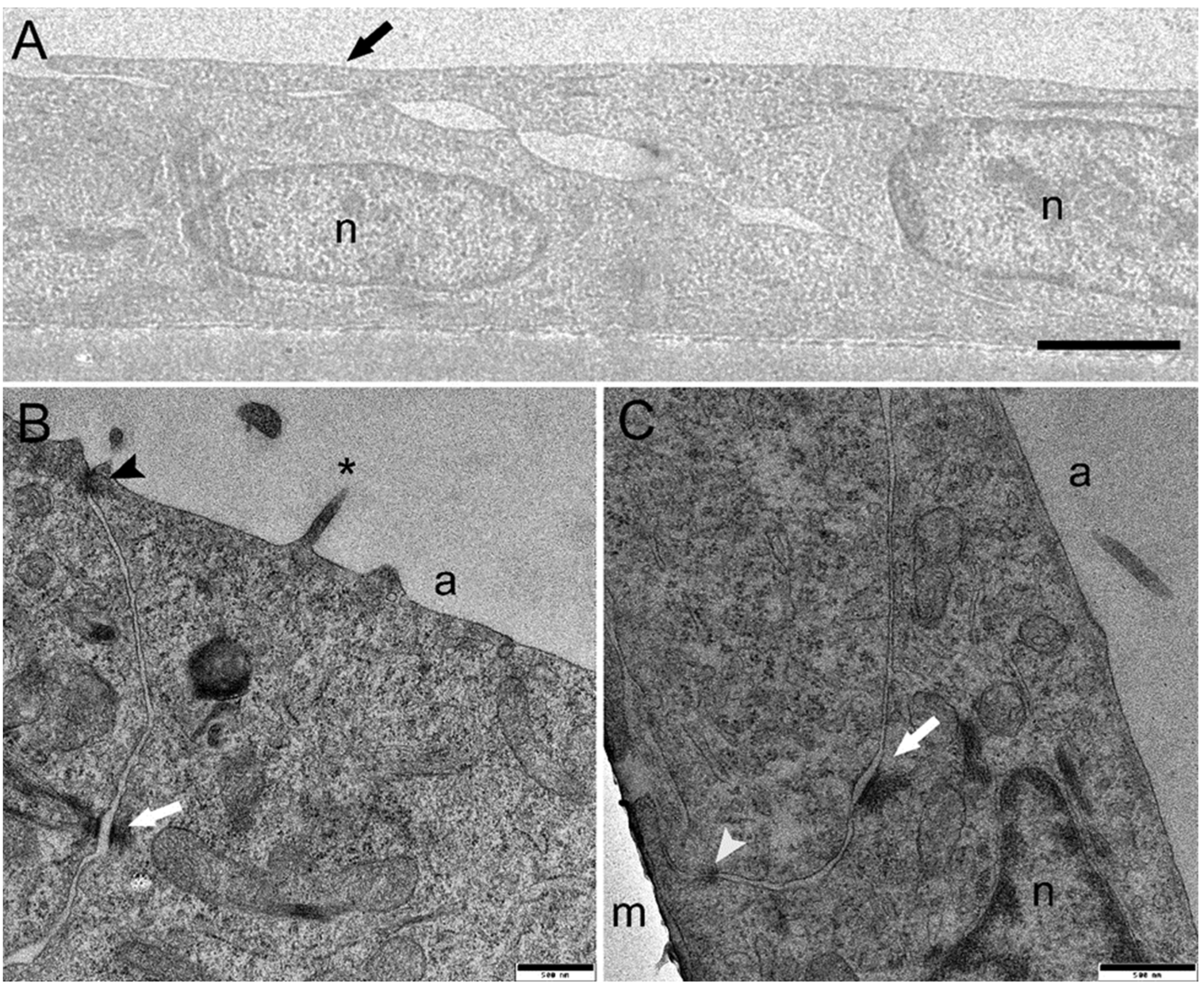 Animals 13 02278 g003