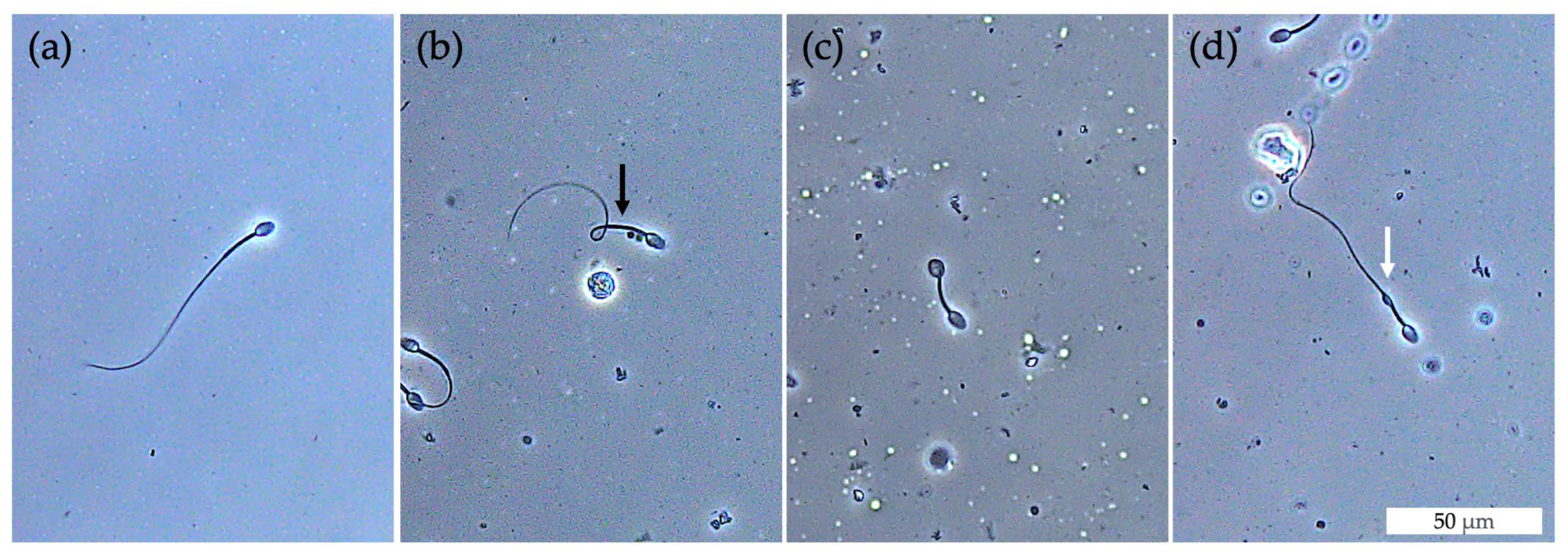 Animals 13 02282 g006 Animals 13 02282 g006