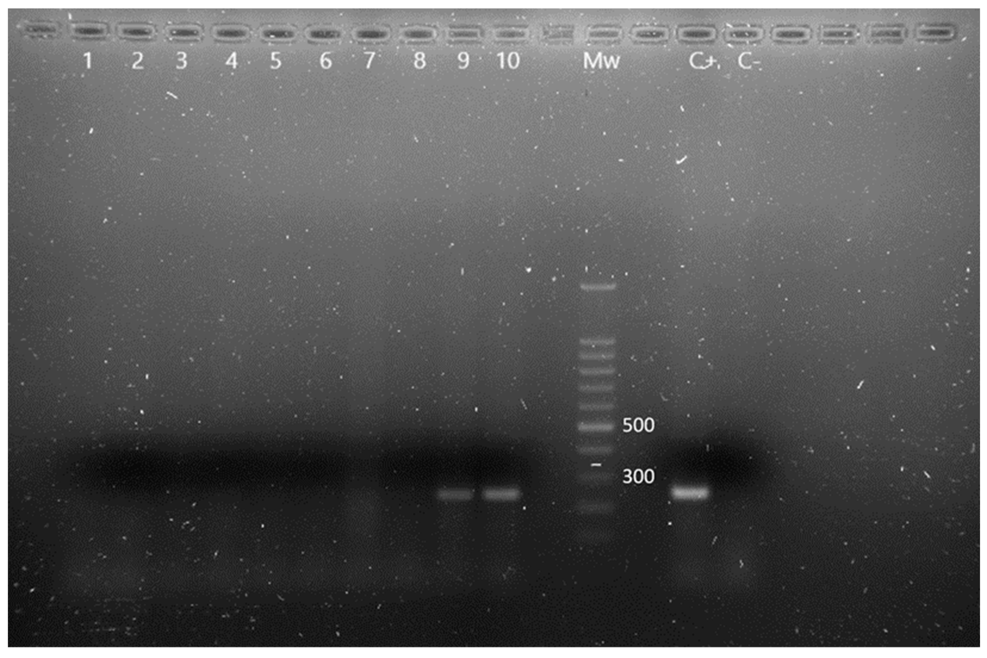 Animals 13 02288 g002