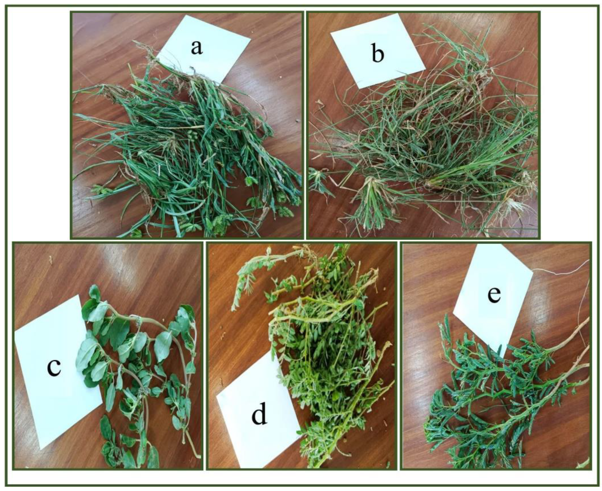 Animals 13 02302 g001 Animals 13 02302 g001