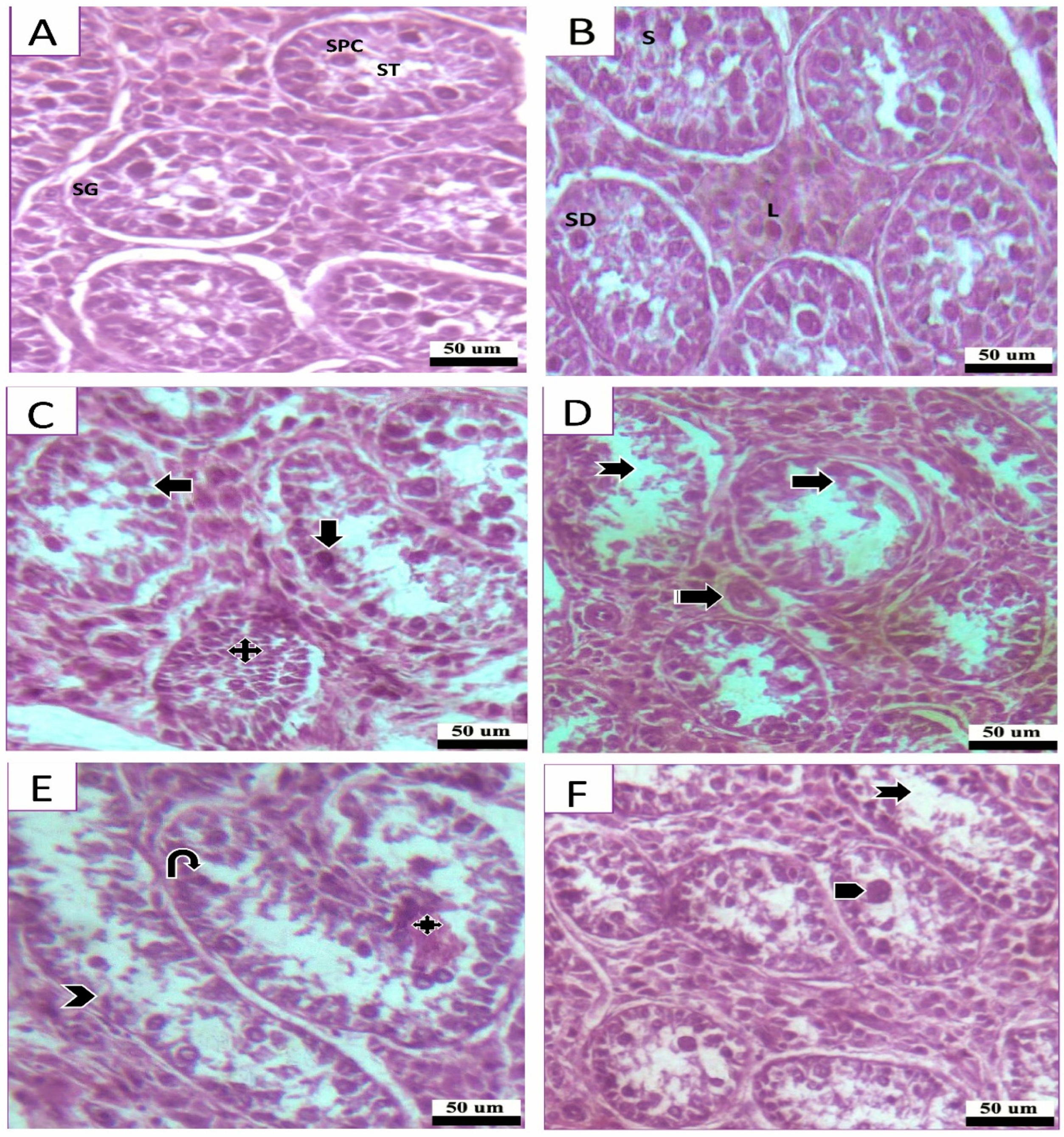 Animals 13 02302 g006 Animals 13 02302 g006