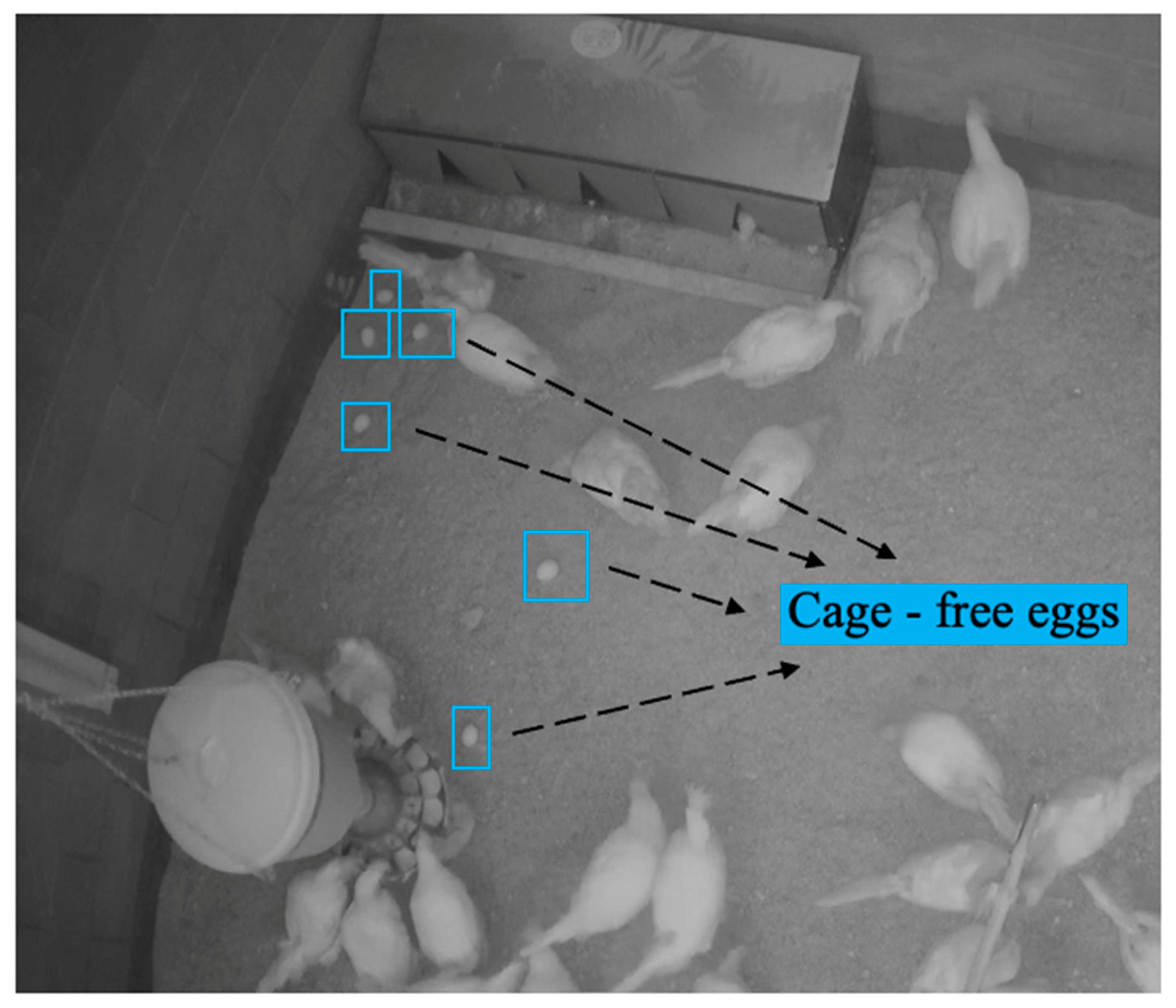 Animals 13 02354 g001