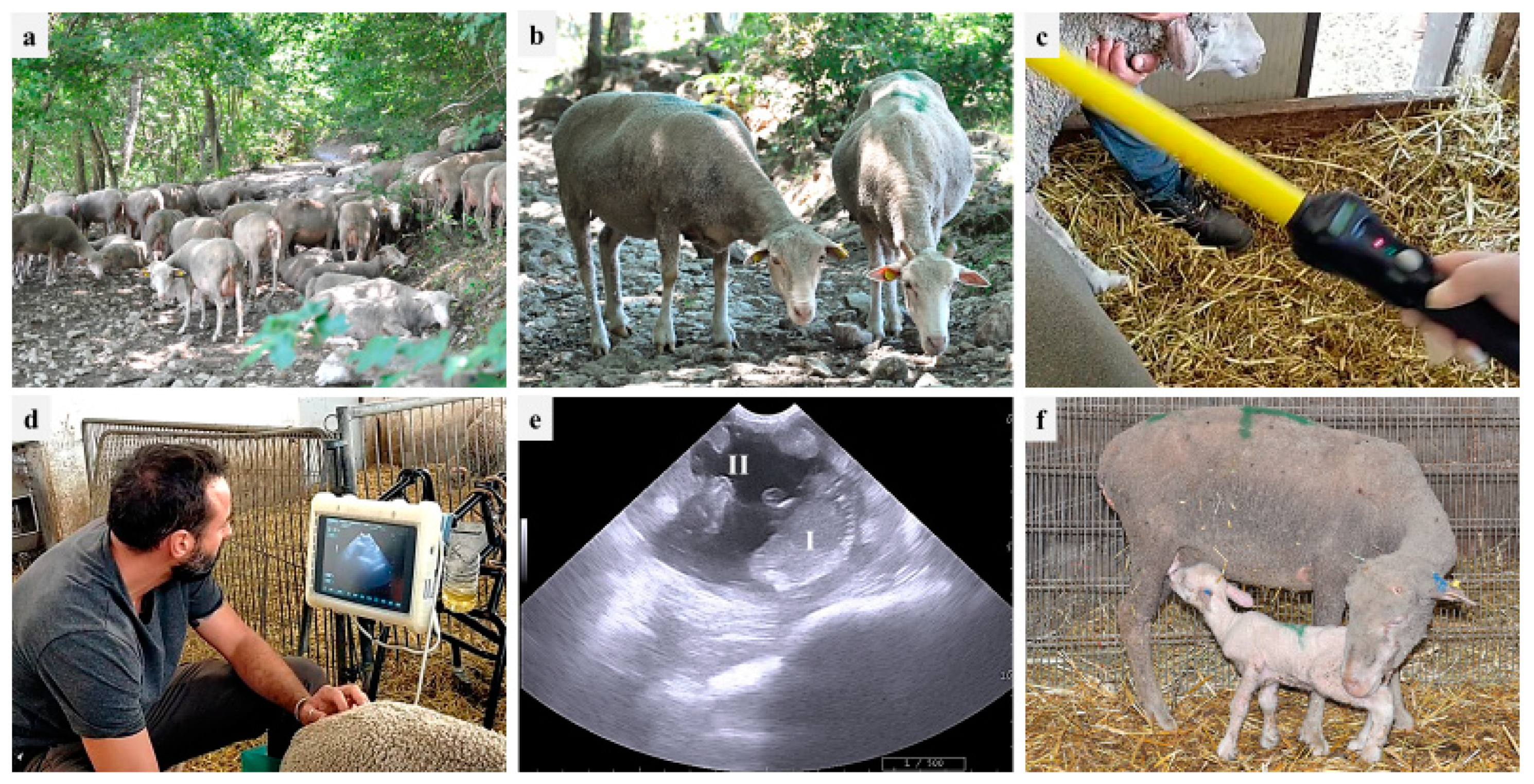 Animals 13 02371 g001 Animals 13 02371 g001