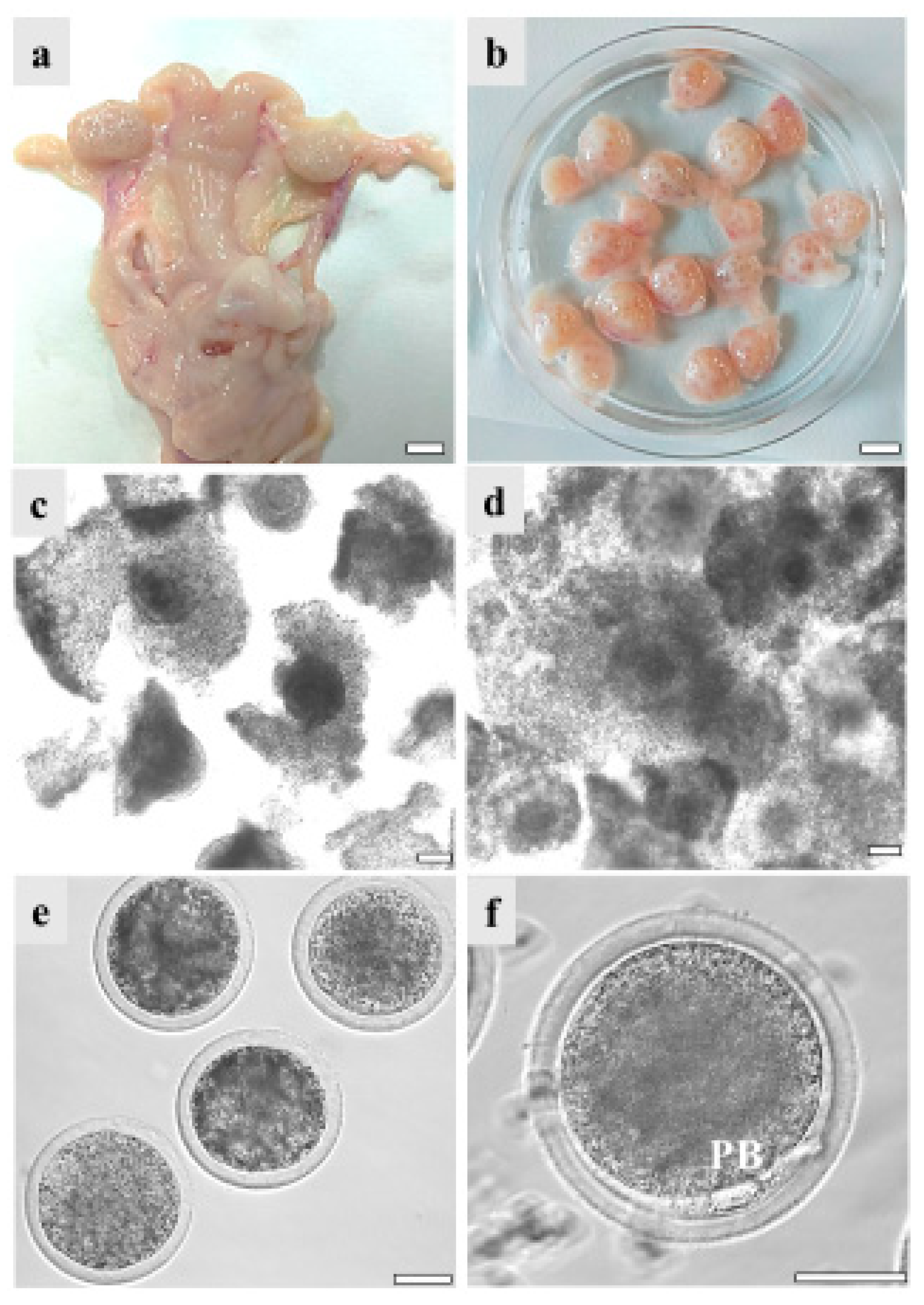 Animals 13 02371 g003 Animals 13 02371 g003