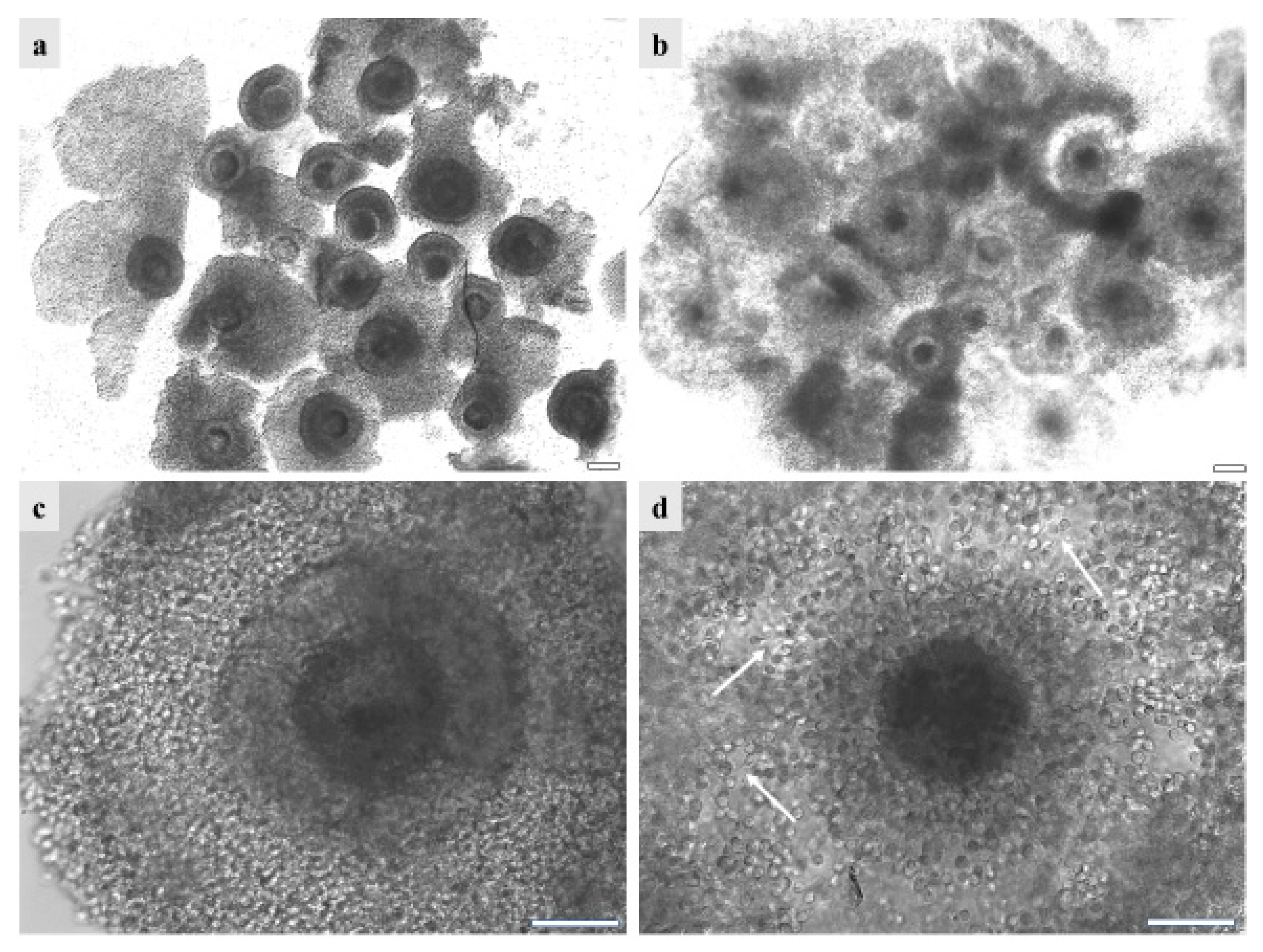 Animals 13 02371 g005 Animals 13 02371 g005