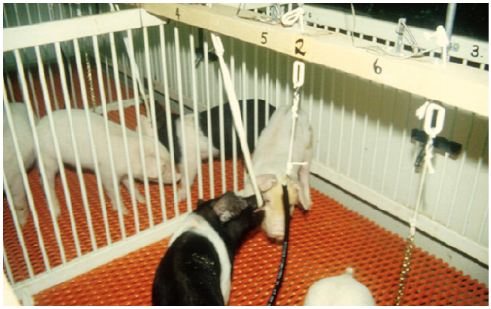 Animals 13 02372 g002 Animals 13 02372 g002