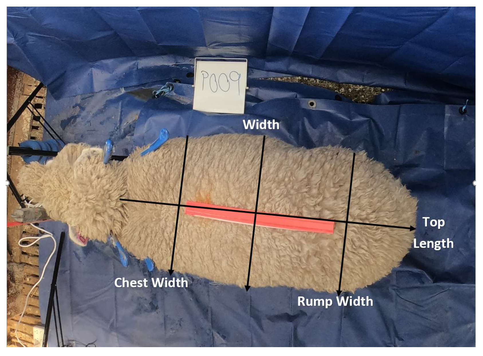 Animals 13 02391 g002 Animals 13 02391 g002